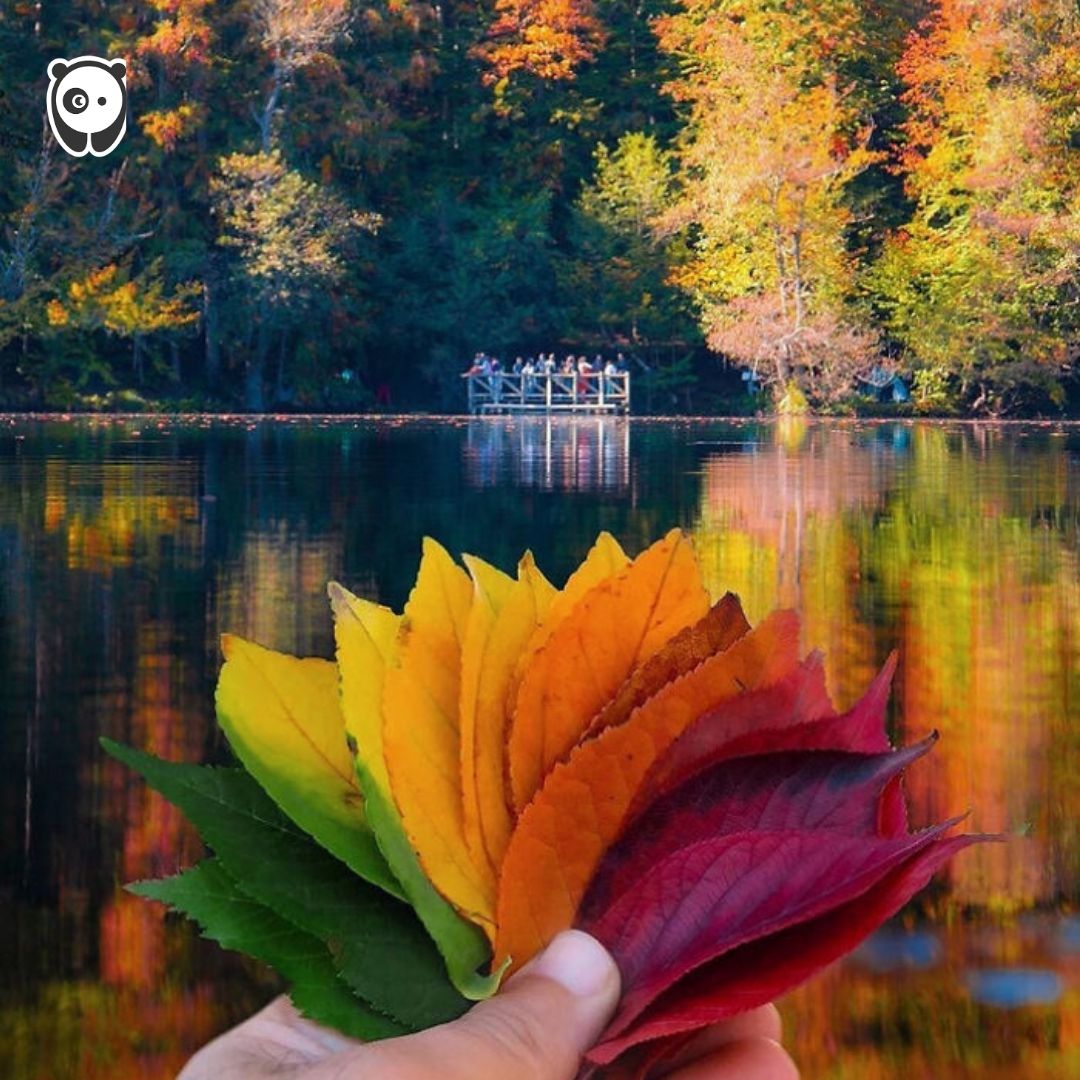 Celebrate the beauty of fall foliage and autumn leaf colors with 50 stunning photos of the season. Click link in bio for more! 





#art #autumn #photography