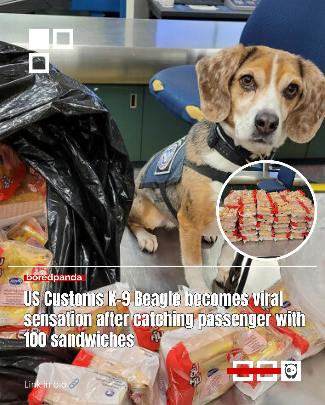 A US airport sniffer dog has gone viral for intercepting 100 pork and chicken sandwiches a traveler had hidden in their luggage.
The CBP Office of Field Operations posted a photo of the adorable field agent, a beagle named Merla, on its official Facebook page. Read more at the link in our bio. 