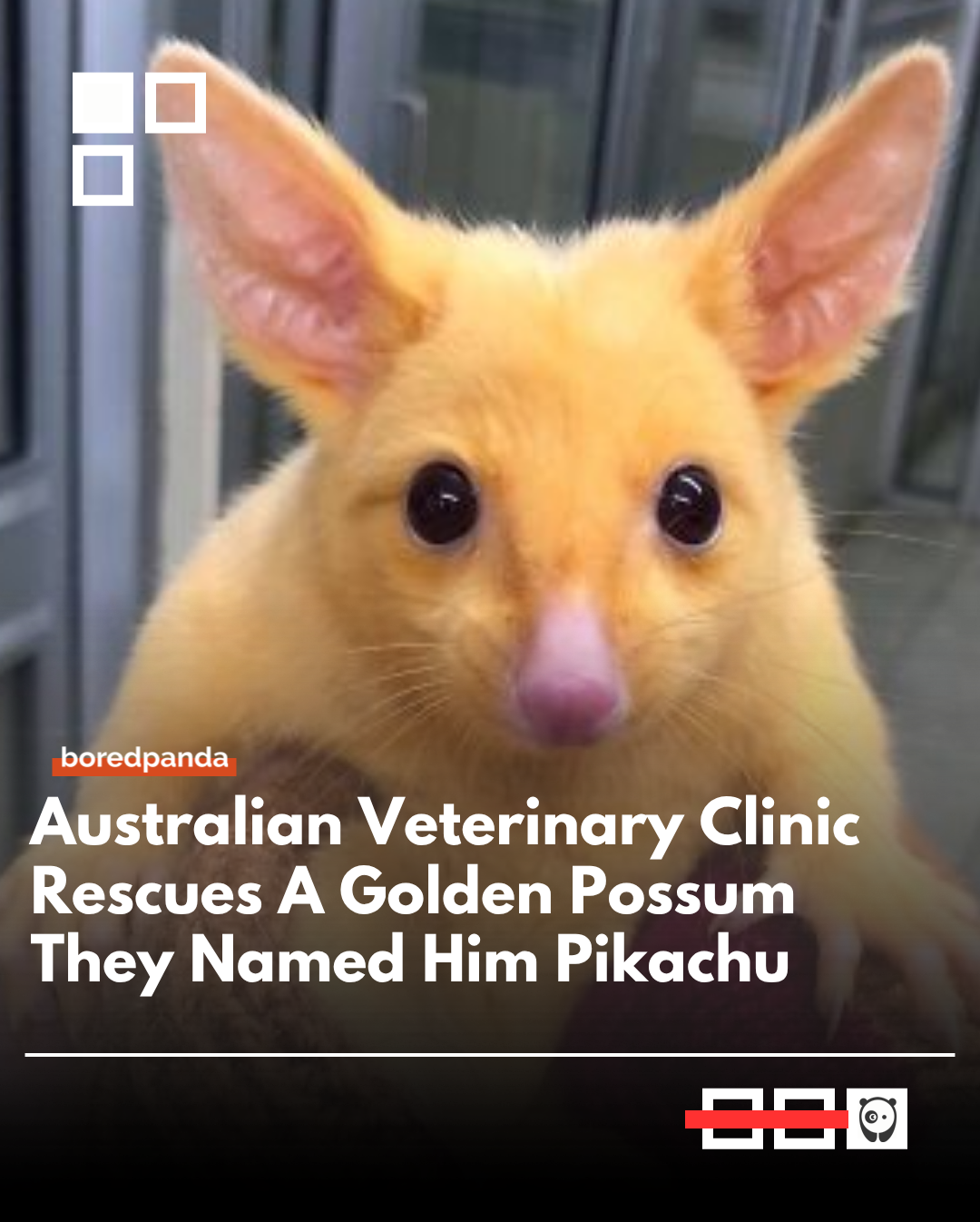 A rare golden possum was rescued by an Australian vet clinic — and instantly reminded everyone of Pikachu.
His unusual golden fur is caused by a rare genetic mutation, making him incredibly uncommon in the wild.  ⚡🧡 
#Animals