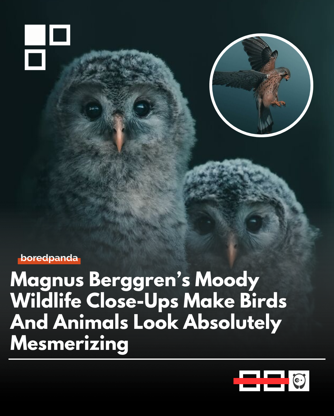 Magnus Berggren captures wildlife with dark, moody tones that make every moment feel emotional and mysterious.
His photography pulls viewers into a quiet world where every glance and movement feels deeply alive.
