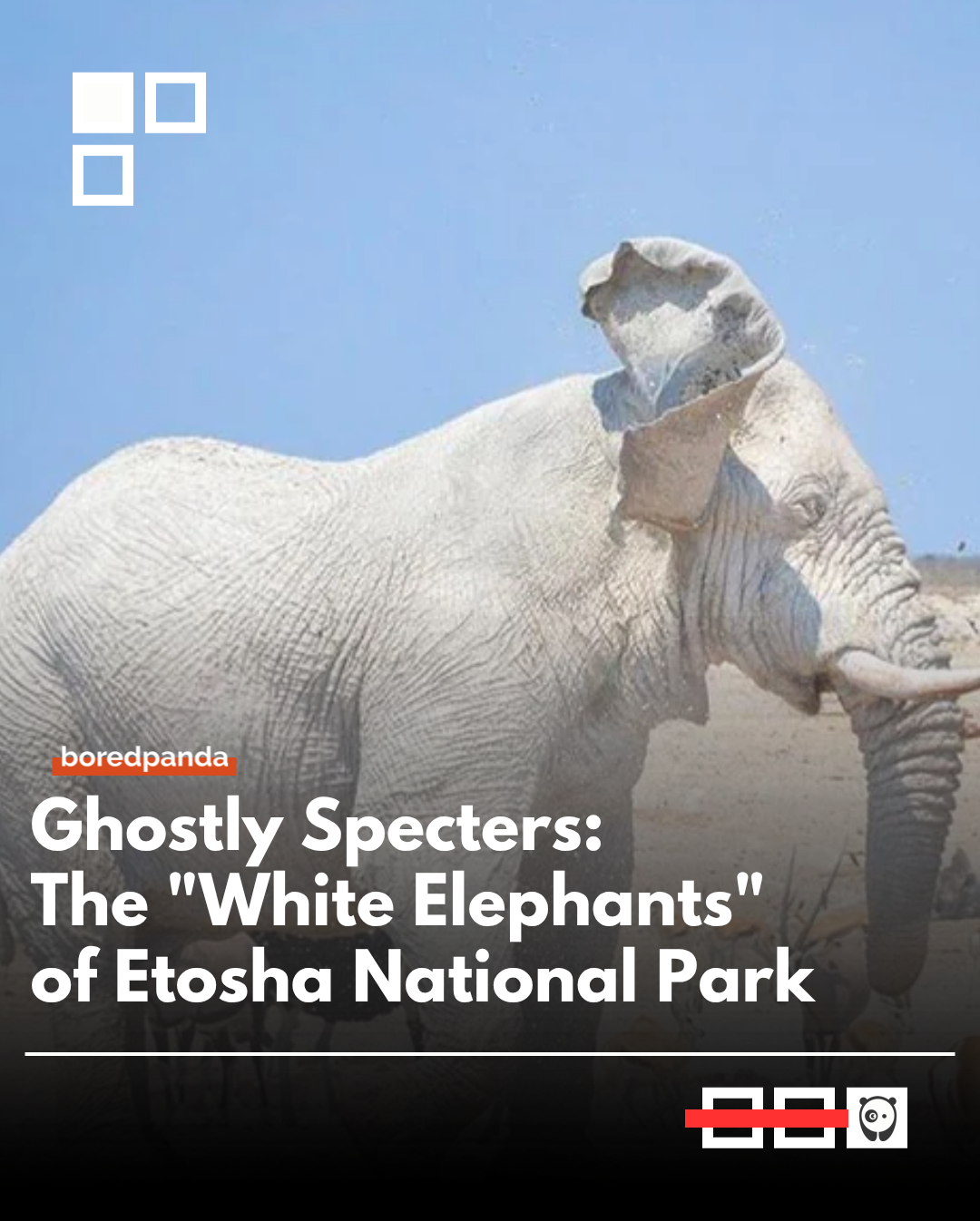 The "white elephants" of Etosha National Park aren't a rare subspecies or albinos, but rather regular African elephants that have transformed themselves into living sculptures. 

By bathing in the mineral-rich white clay of the Etosha Pan, they coat their skin in a thick, chalky layer that acts as both a natural sunscreen and a powerful insect repellent.

#Animals #elephants #etoshanationalpark #whiteelephants #etoshapan