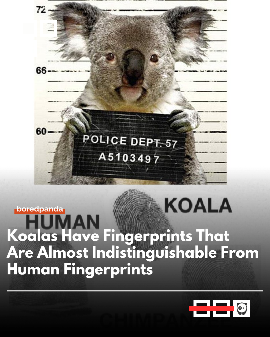 Koalas have fingerprints so similar to humans that they’re almost indistinguishable, even under close examination. 🐨
Their unique ridge patterns evolved independently, making them one of the few animals with human-like prints.  

#facts #randomfacts #koalas #fingerprints