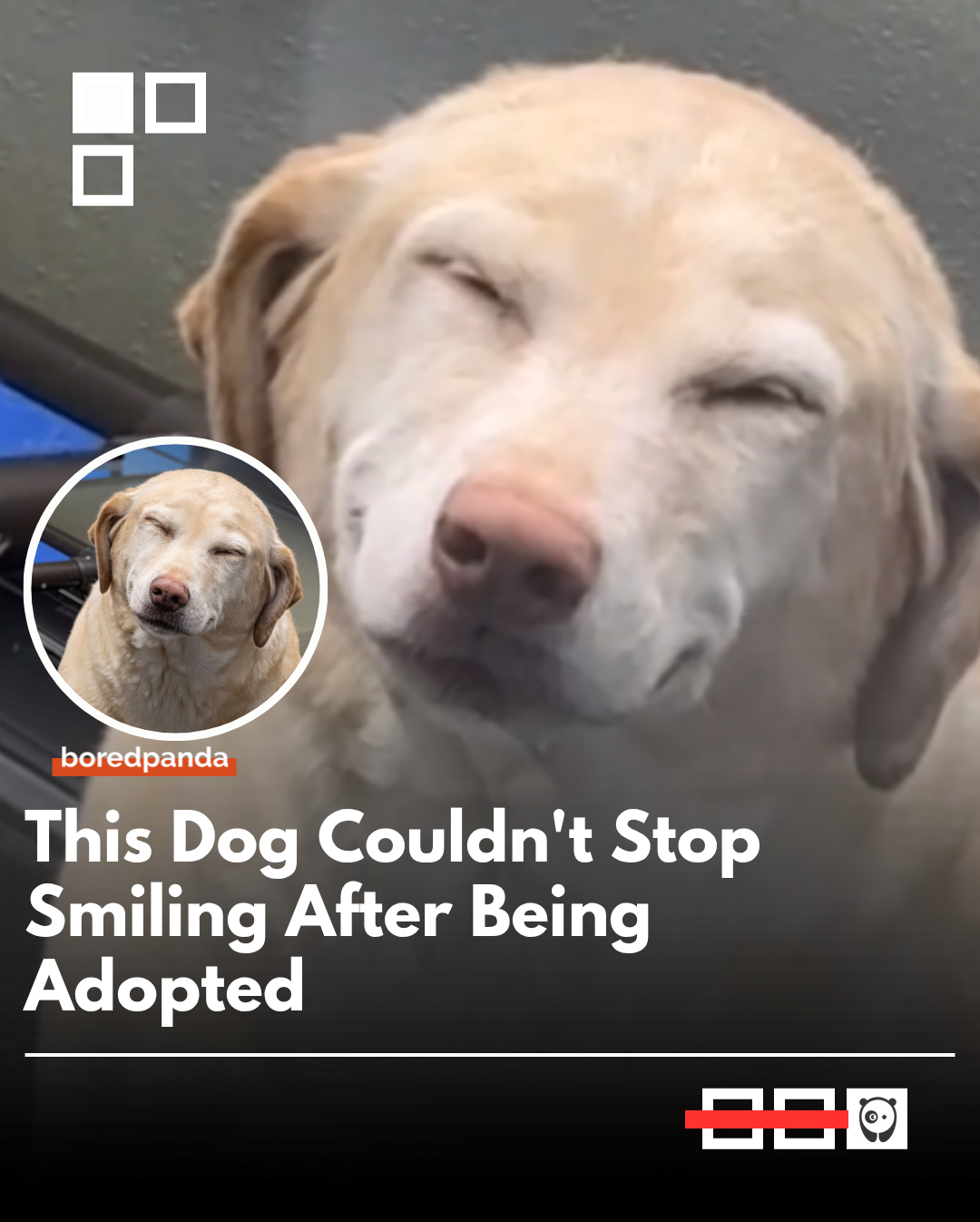 He finally saw his owner sign the adoption papers. The change in his demeanor was immediate; his body relaxed and his expression softened as he realized he was finally leaving the shelter for good. #Animals #wholesome #cute #dogs