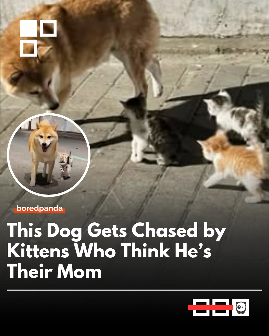 A heartwarming viral video shows a confused dog frantically running from a group of tiny, determined kittens who have mistaken him for their mother. The persistent kittens relentlessly chase the bewildered dog as he tries to escape, resulting in a hilarious and adorable scene of "unexpected parenting" that has captured the internet. 


#Viral #dog #kittens #cute #wholesome 
