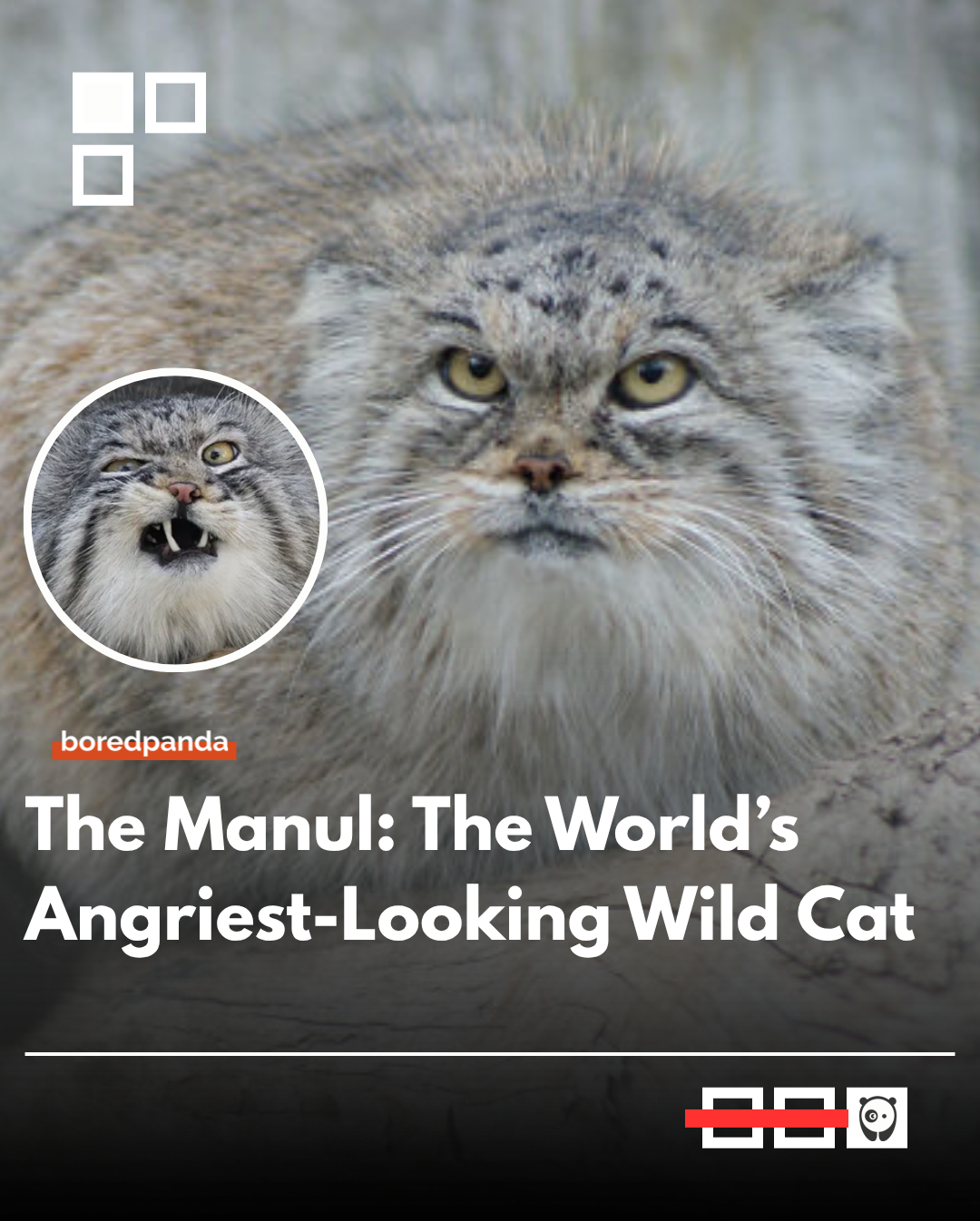 The Manul, more commonly known as the Pallas's cat (Otocolobus manul), is a small wild cat native to the high-altitude steppes and montane grasslands of Central Asia. Famous for its grumpy expression and "plush" appearance, it is perfectly adapted for survival in some of the harshest environments on Earth.