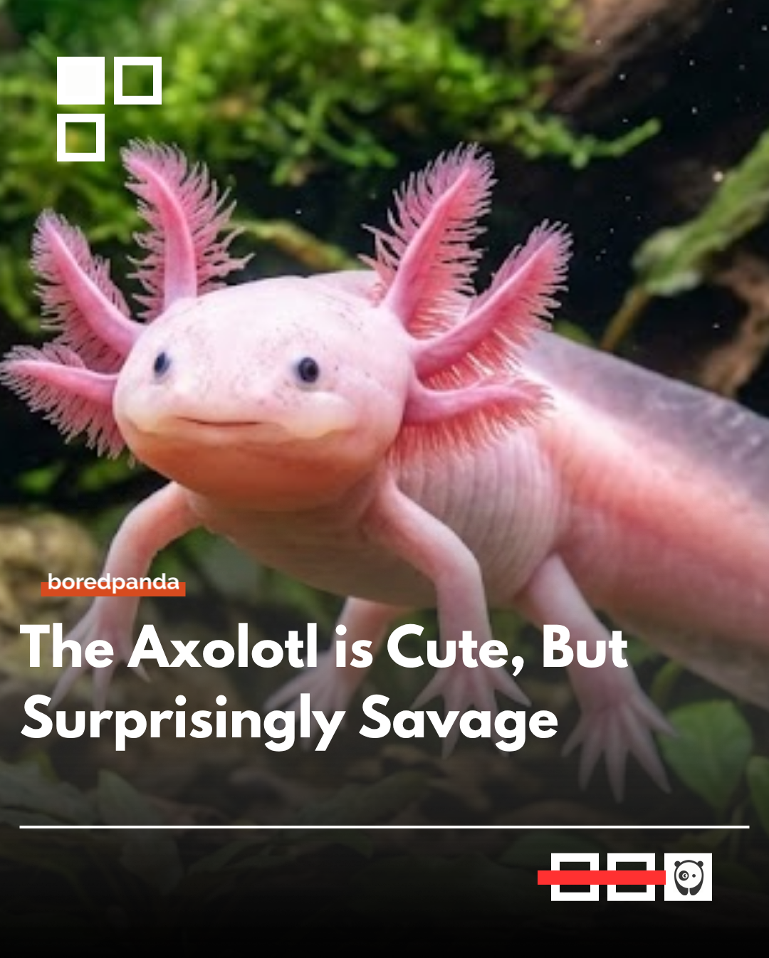 The axolotl looks like a harmless pet with a soft face and a permanent little smile that makes it seem friendly and calm. 😇 But it is still a hunter and can easily eat small fish whole when it needs to feed.
So it ends up being this weird mix of adorable appearance and natural instinct that is a bit more intense than people expect. 

#animals #animalfacts #axolotl