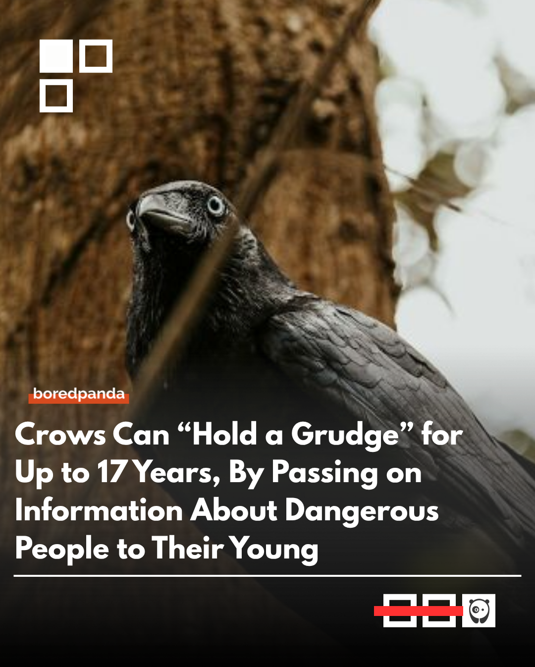Crows can remember people who harmed them and share that information with their offspring, allowing the warning to persist for many years—reportedly up to around 17 years, even beyond an individual crow’s lifespan.