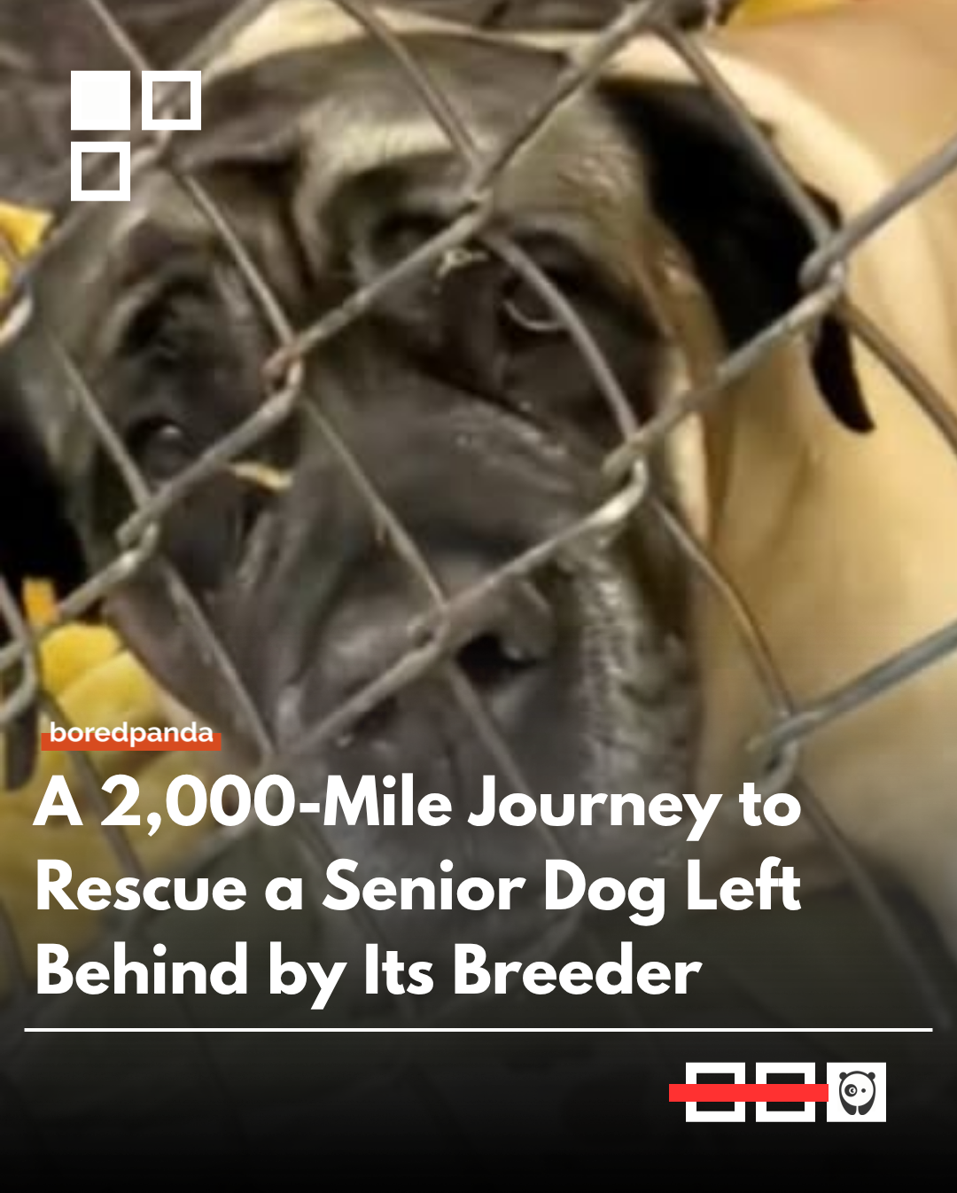A group of friends traveled over 2,000 miles to rescue a senior dog that had been discarded by its breeder. The journey became a story of compassion and determination, as they worked together to bring the elderly dog to safety and give it a second chance at life. 

#animals #animalnews
#animalrescue #animalstories 