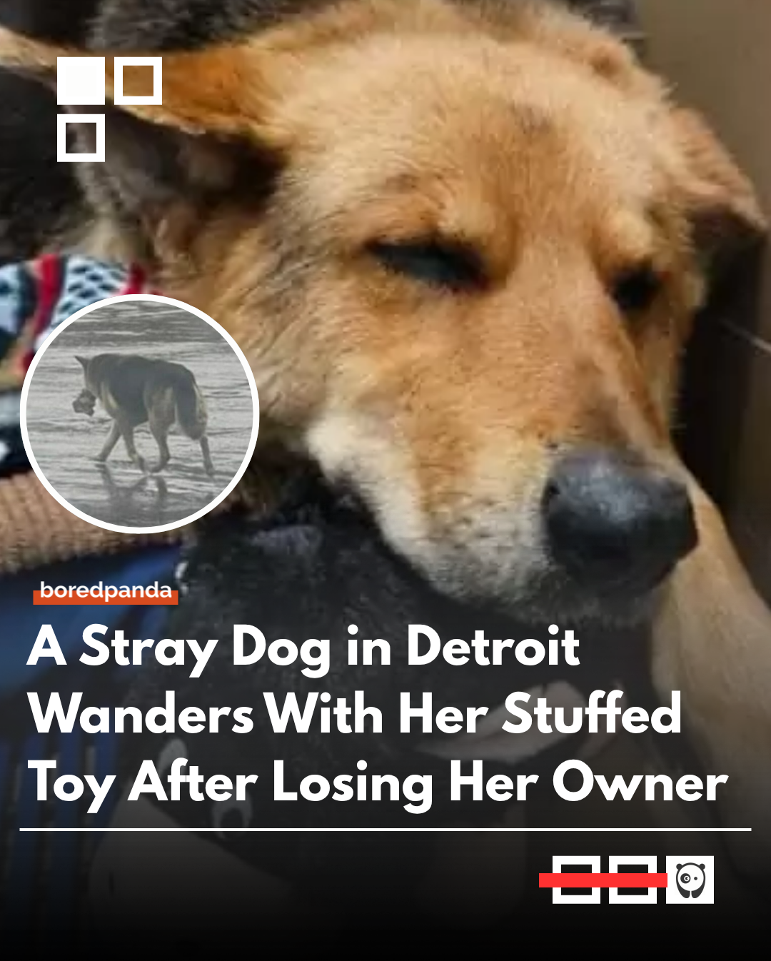 

In Detroit, Michigan, a dog named Nikki was found abandoned after her owner passed away, surviving on the streets with only her stuffed toy. She was later rescued by Almost Home Animal Rescue and taken in for medical treatment after being diagnosed with heartworms.

#animals #animalnews 
#animalrescue 