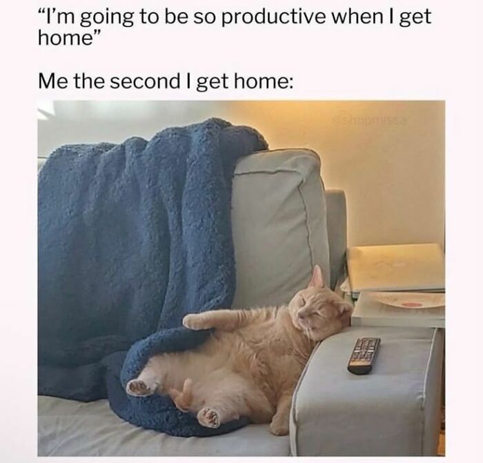 Nvm I changed my mind 💀 


#meme
#cats
#funnymemes