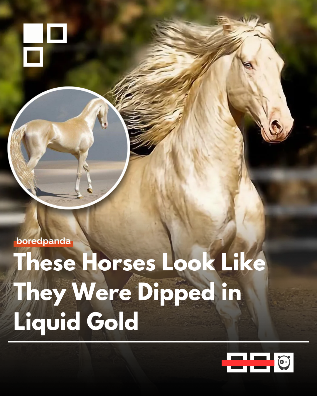 Akhal-Teke horses are famous for their rare metallic-looking coats that can appear almost like liquid gold in sunlight. The unique shine comes from the structure of their hair, which reflects light in a way that gives the breed its surreal glowing appearance. 


#horses #animals #akhalteke