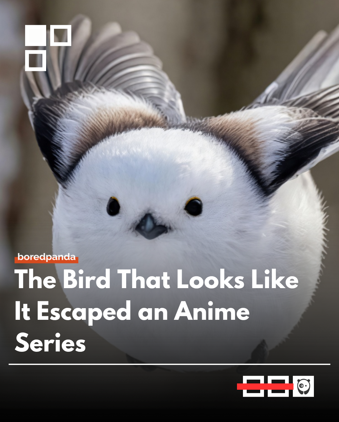 Shima-enaga, often called the “Japanese Snow Fairy,” is a tiny fluffy bird native to Hokkaido, Japan. With its round white face and soft cloud-like body, it looks so delicate and unreal that it feels like it literally escaped from an anime world and landed in real life.