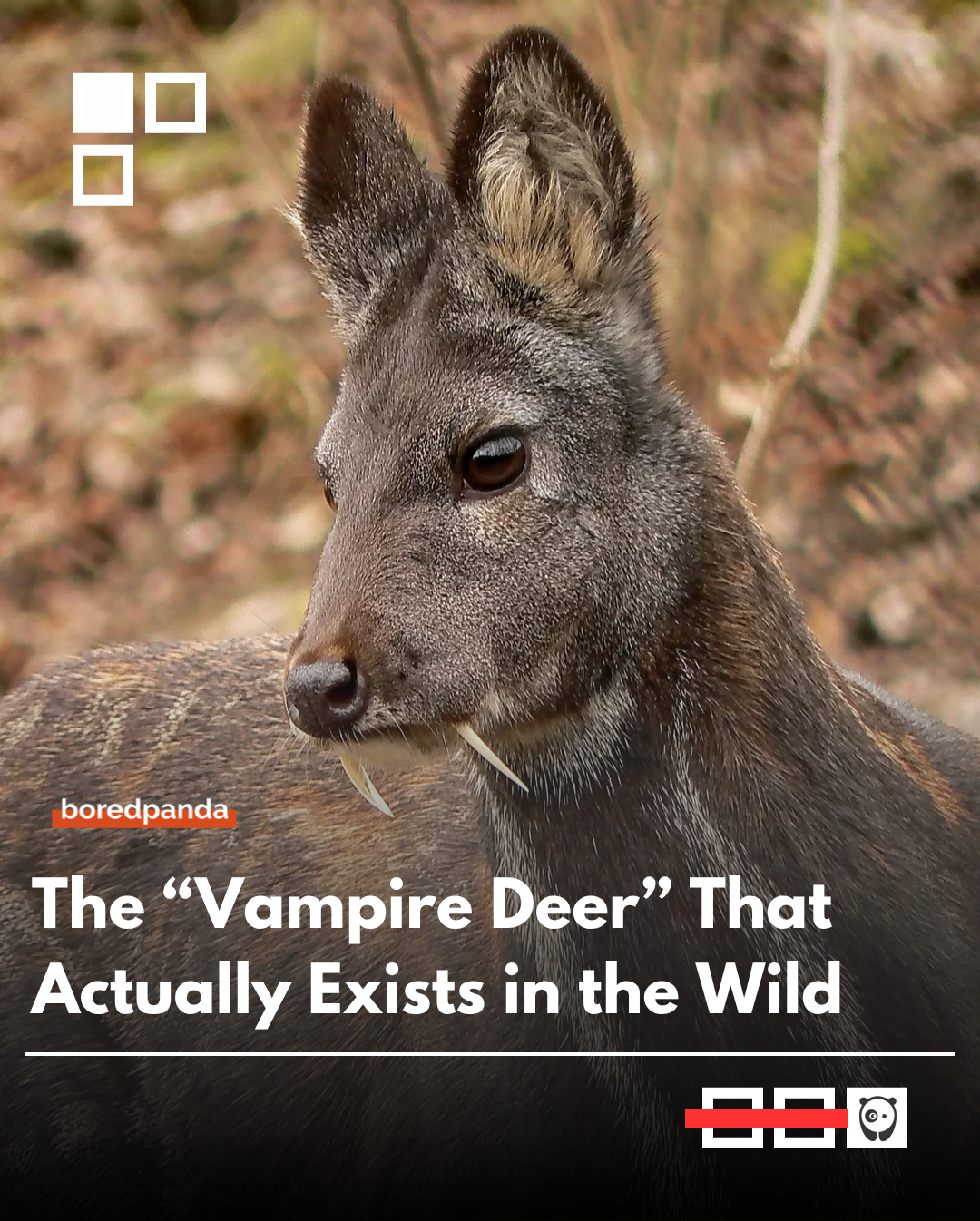 Musk deer are often called “vampire deer” because of the males’ long, fang-like canine teeth that look like something out of folklore. Despite their dramatic appearance, these deer are completely harmless herbivores.

The “fangs” are used mainly for fighting between males during mating season, making them more like natural sparring weapons than anything related to feeding or hunting.
#VampireDeer #Wildlife #Nature #Animals