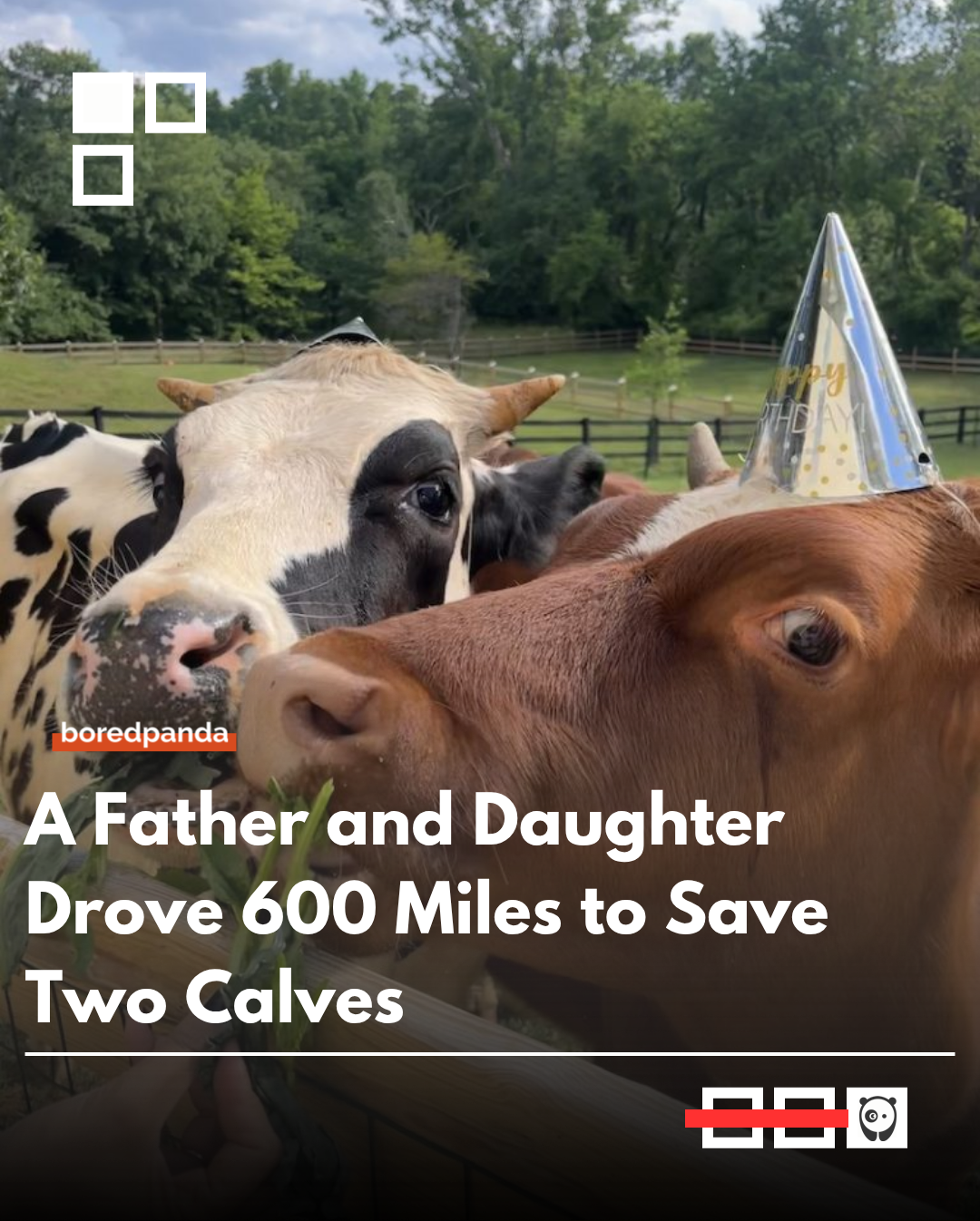 A father and daughter set out on a 600-mile road trip to rescue two young calves and bring them to safety at an animal sanctuary. What started as a simple transport mission turned into a heartfelt journey of compassion, bonding, and unexpected emotional moments along the way. Full story at link in bio.
#AnimalRescue #GoodNews #FatherAndDaughter #RoadTrip #FarmAnimals