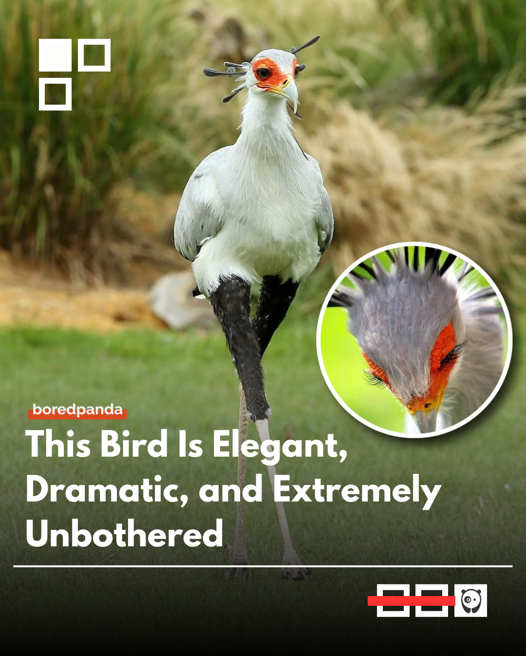 Secretarybird is a striking bird of prey native to Africa, instantly recognizable by its long legs, eagle-like body, and crest of feathers resembling old-fashioned quill pens, which is how it got its name.

Unlike most birds of prey, it hunts on the ground, using powerful, rapid kicks to kill snakes and other small animals. Its unique hunting style makes it one of the most unusual and efficient predators in the bird world.
#SecretaryBird #Wildlife #BirdsOfPrey #Nature #Animals #Africa