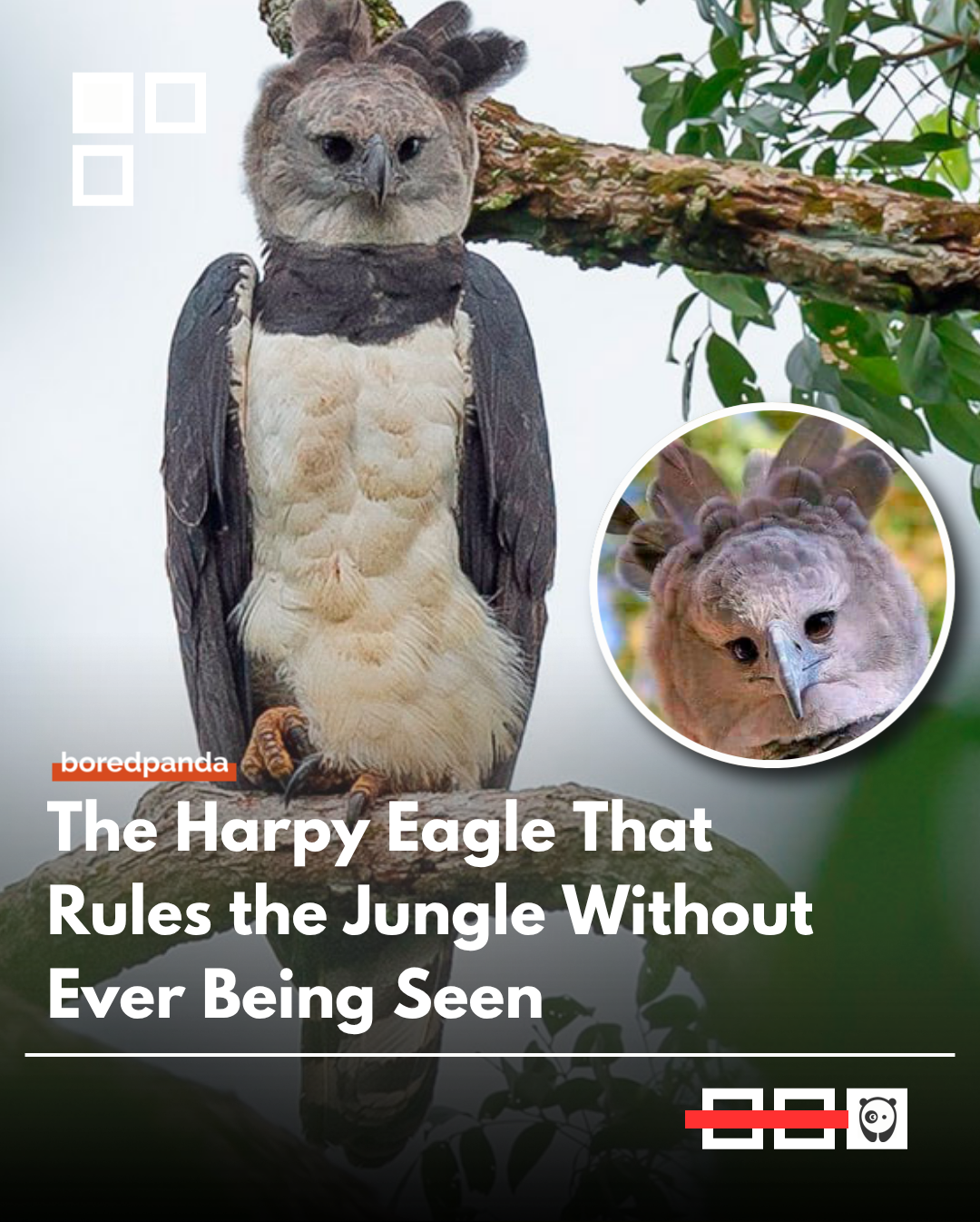 Harpy eagle is one of the most powerful birds of prey in the world, native to the rainforests of Central and South America. With massive talons, strong legs, and incredible agility through dense forest canopy, it hunts monkeys, sloths, and other arboreal animals with striking precision.

Despite its size and strength, it moves silently through the treetops, making it one of the most efficient and fearsome apex predators of the rainforest.
#HarpyEagle #Wildlife #BirdsOfPrey #Nature #Animals