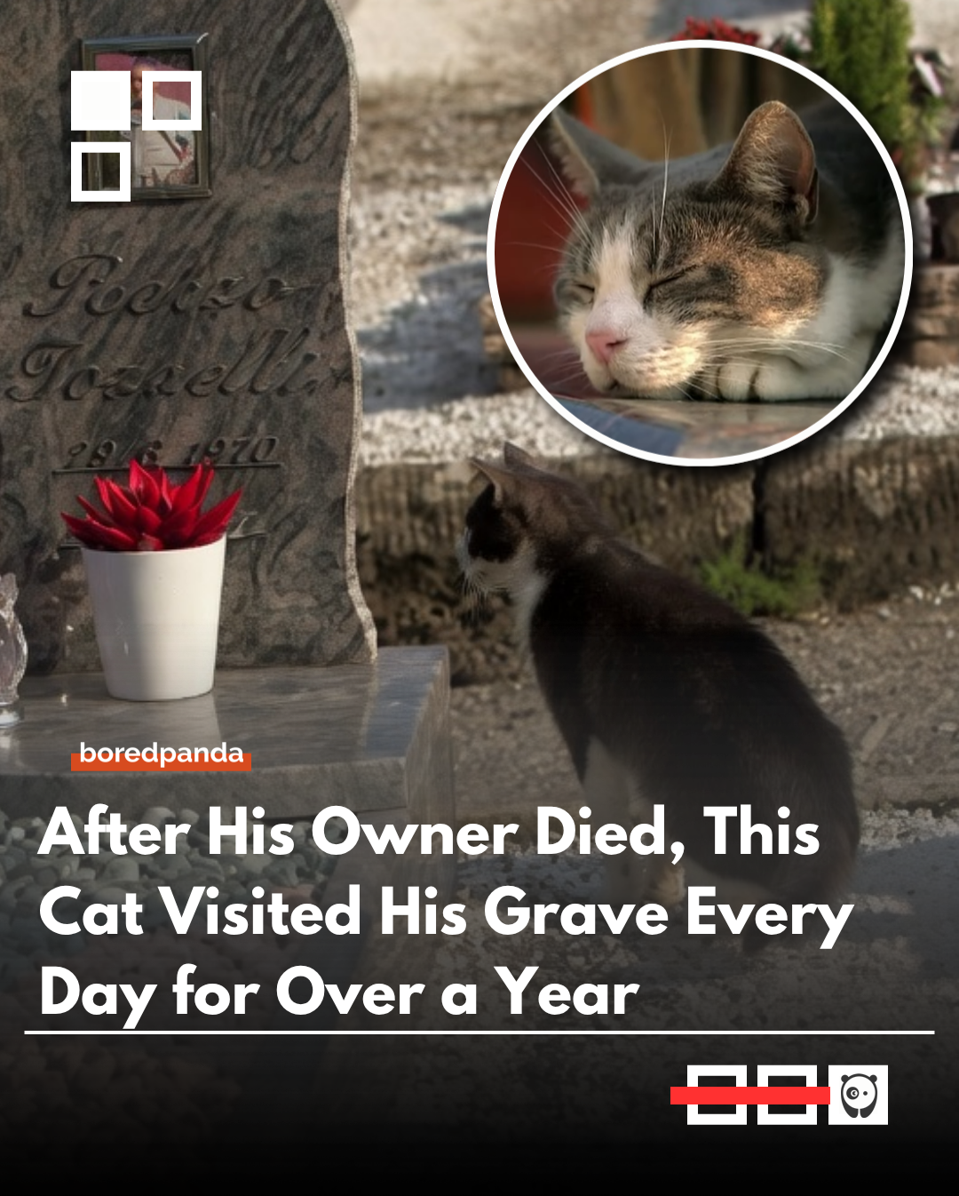 "Toldo became known in a small Italian town for his extraordinary loyalty after the death of his owner in 2011. Beginning on the day of the funeral, the cat repeatedly visited Renzo’s grave, often carrying small objects like leaves, twigs, flowers, or paper items in his mouth and leaving them behind at the gravesite.

Toldo continued this ritual every day for more than a year, returning again and again until he eventually passed away himself. His story became a quiet reminder that grief, attachment, and devotion are not emotions experienced only by humans. 

I'm not crying, You're crying! 💔

#Cats #AnimalStories #Loyalty #Pets #Heartwarming"