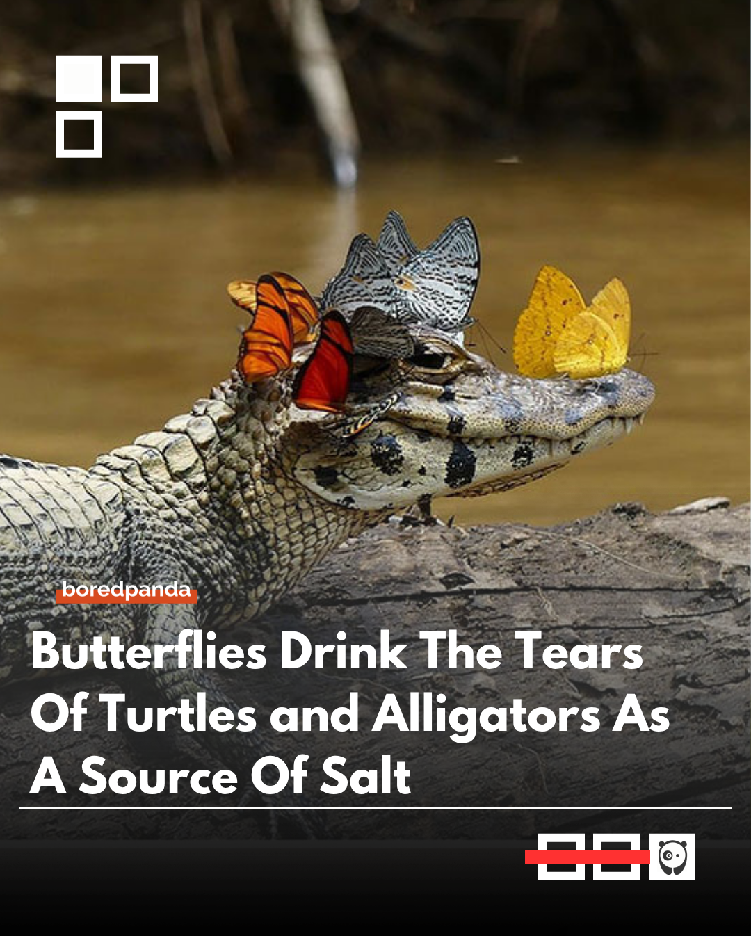 Some butterflies have been observed drinking the tears of turtles, caimans, alligators, and crocodiles to obtain sodium and other minerals that are difficult to find in their normal diet. This unusual behavior, known as lachryphagy, helps provide nutrients essential for survival and reproduction.

While it may look bizarre, the butterflies are not harming the reptiles—they are simply taking advantage of a rare natural source of minerals in environments where salt is scarce.
#Butterflies #Nature #Wildlife #Animals