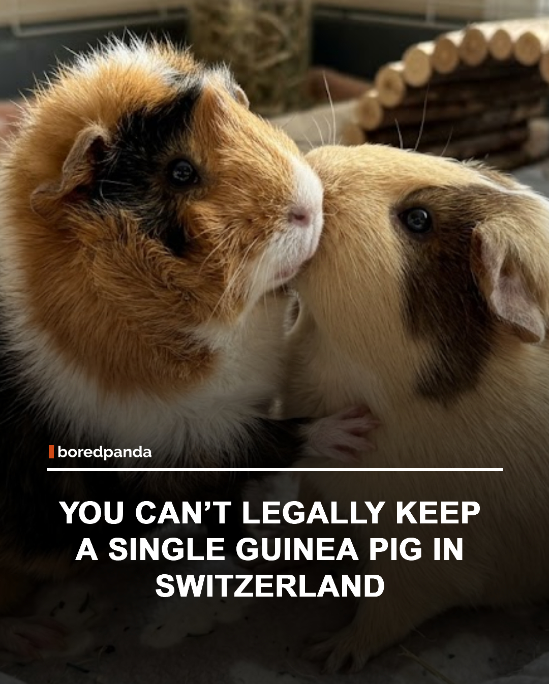 Switzerland has animal welfare rules that recognize guinea pigs as highly social animals. Because they naturally live in groups and can suffer from isolation, keeping a guinea pig alone is generally not permitted under Swiss animal welfare regulations.

#Switzerland #GuineaPig #AnimalWelfare #InterestingFacts