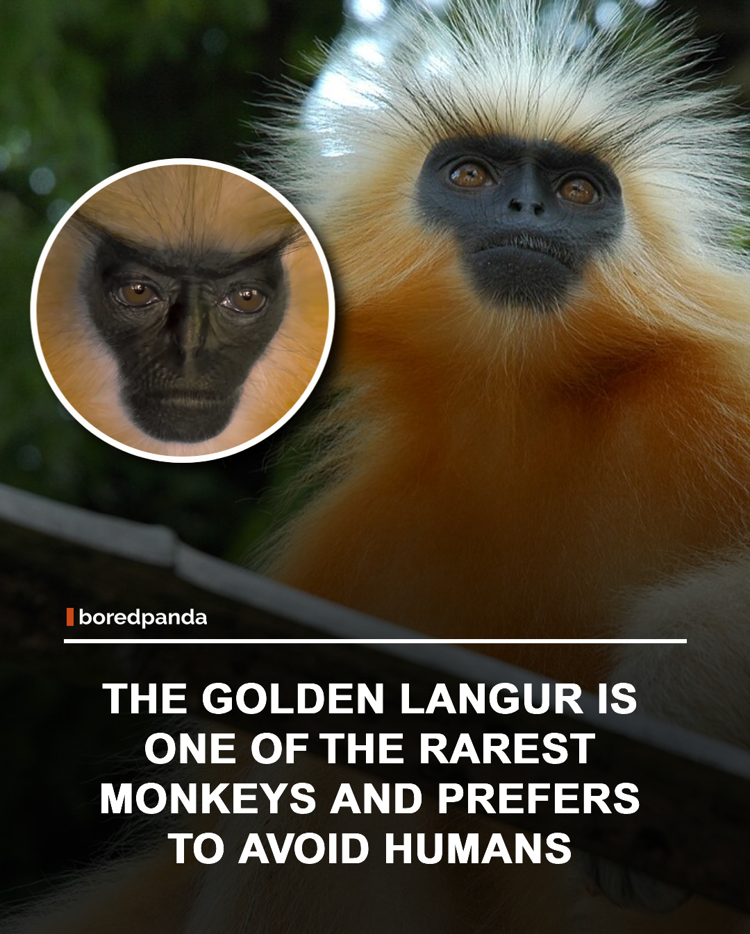 Golden Langur is a rare monkey found in parts of India and Bhutan, known for its striking golden fur and shy nature. Unlike some primates that adapt well to human presence, golden langurs tend to avoid people and can become stressed when disturbed.

Their preference for staying hidden in forest canopies has helped make them one of Asia's most elusive and fascinating primates. 🐒🌿

#GoldenLangur #Wildlife #NatureFacts #Primates #AnimalFacts