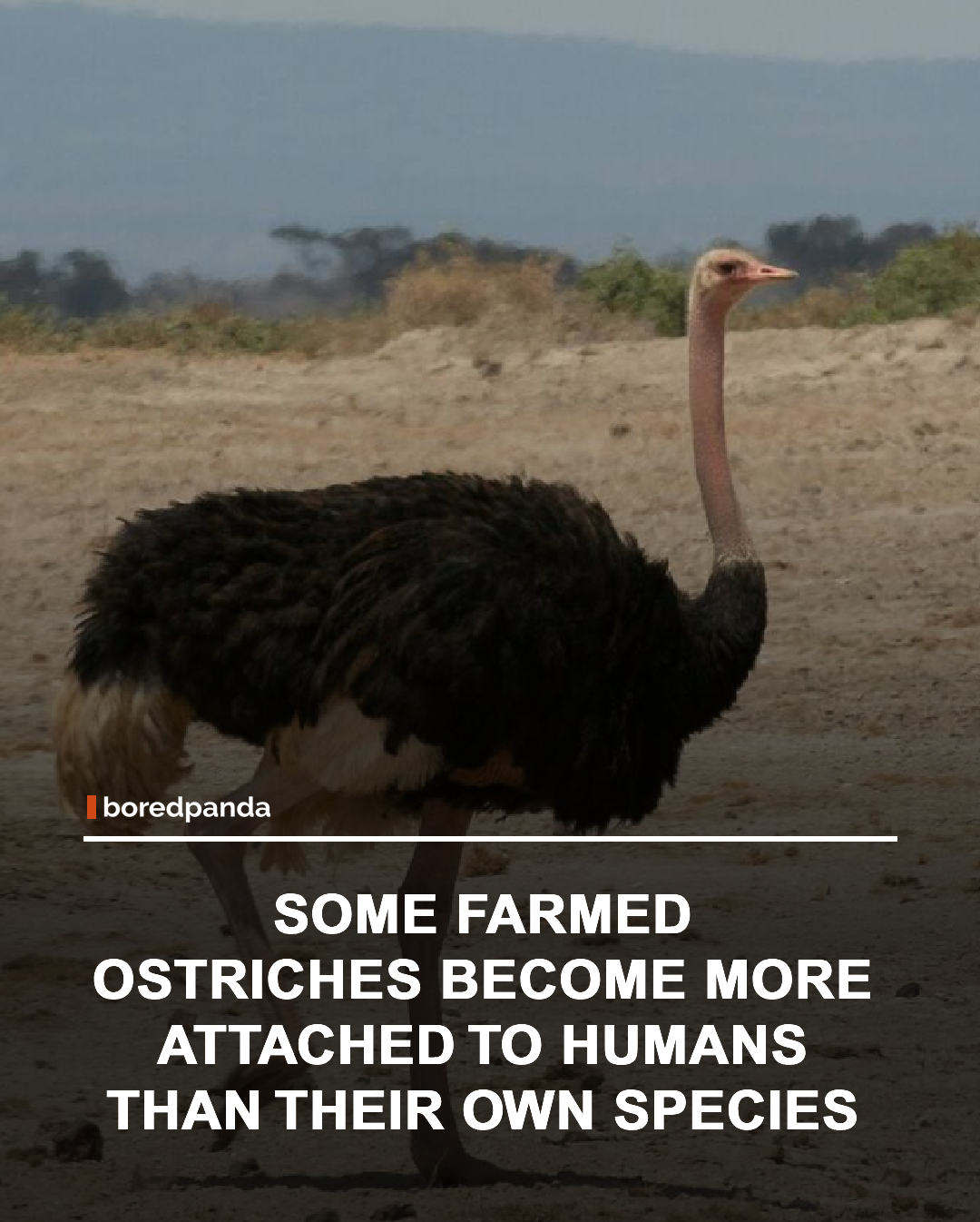 Ostrich can sometimes become imprinted on humans, especially if they are raised around people from a young age. In some cases, this attachment becomes so strong that the birds show more interest in human handlers than in other ostriches.



For ostrich farmers, this can create breeding challenges, as the birds may ignore potential mates from their own species. It's one of those bizarre animal facts that sounds made up, but nature has a long history of refusing to follow anyone's expectations. 😅



#Ostrich #AnimalFacts #NatureFacts #Wildlife
