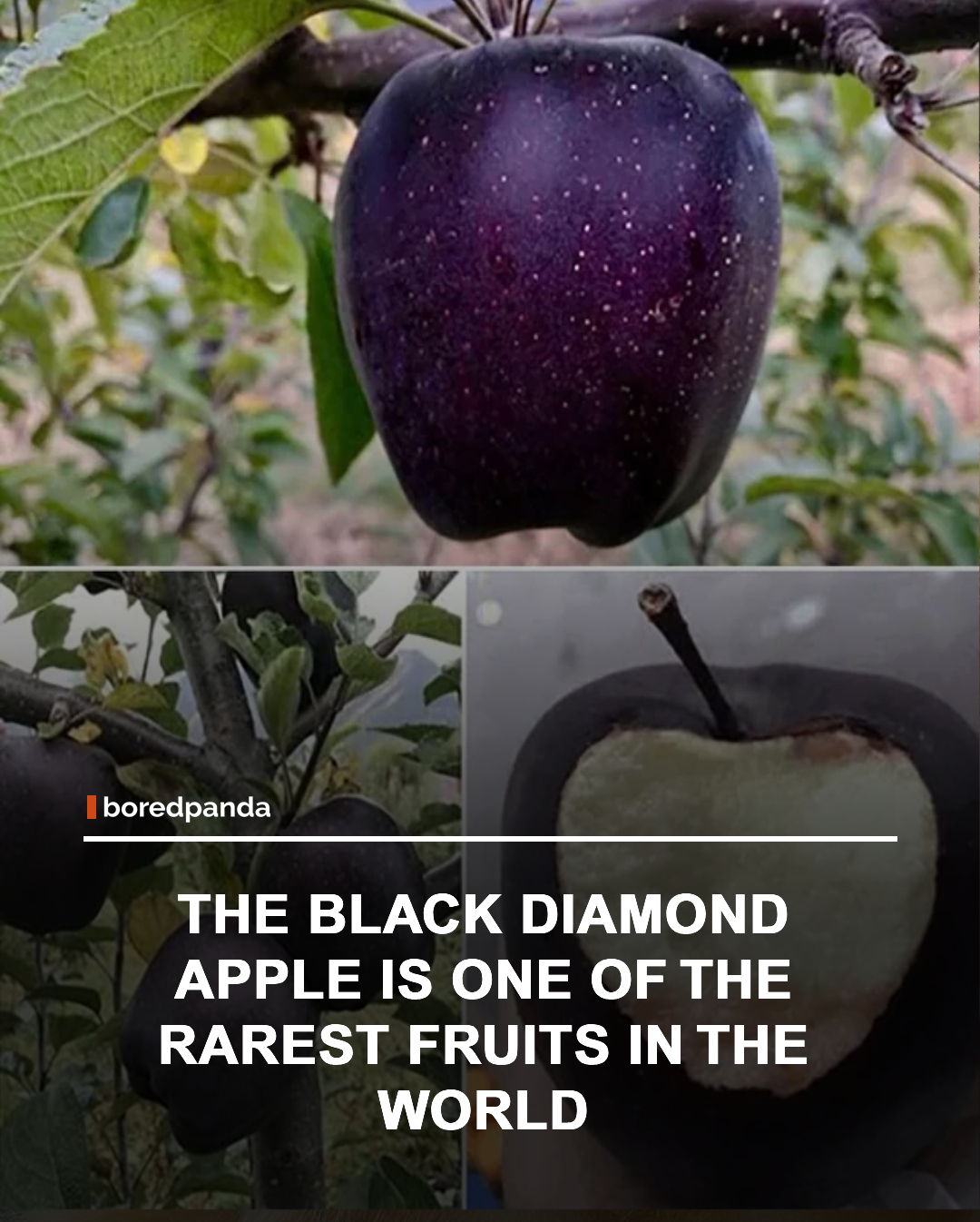 Black Diamond Apple is a rare variety of apple grown in the high-altitude regions of Tibet. Its skin develops a deep purple color that appears almost black, giving the fruit its dramatic name.

The apple's unusual appearance is believed to result from intense sunlight and large temperature swings between day and night. Despite its dark exterior, the flesh inside is similar to that of other apples, crisp, juicy, and sweet. 🍎🖤⛰️

#BlackDiamondApple #Apple #NatureFacts #RareFruit