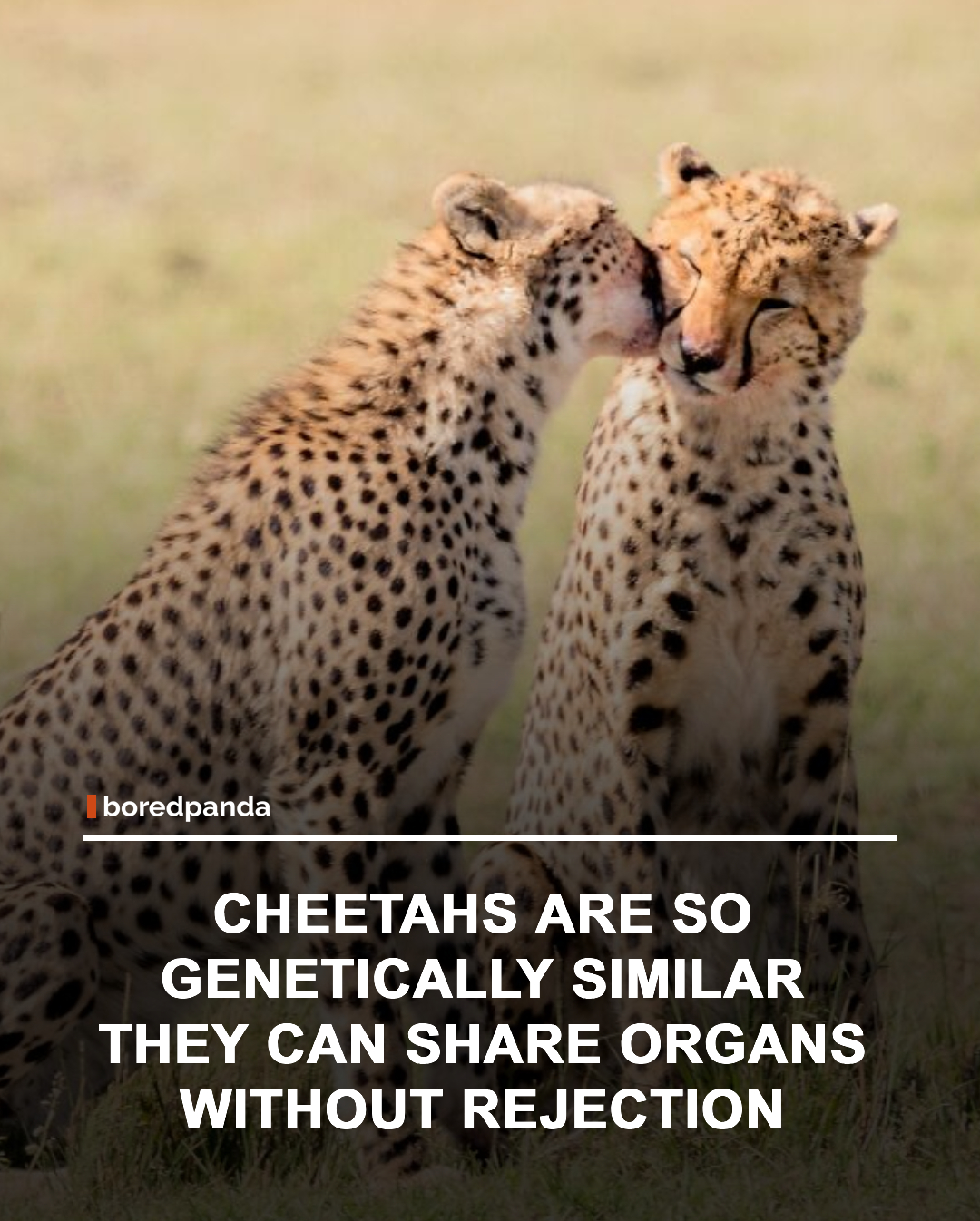 Cheetah have extremely low genetic diversity due to a population bottleneck thousands of years ago. As a result, individual cheetahs are remarkably similar at the genetic level.

This similarity is so pronounced that organ transplants between cheetahs can occur with little to no immune rejection, something that would normally require powerful immunosuppressive drugs in most species. While fascinating, this lack of genetic diversity also makes cheetahs more vulnerable to diseases and environmental changes. 🐆⚕️

#Cheetah #AnimalFacts #Wildlife #NatureFacts