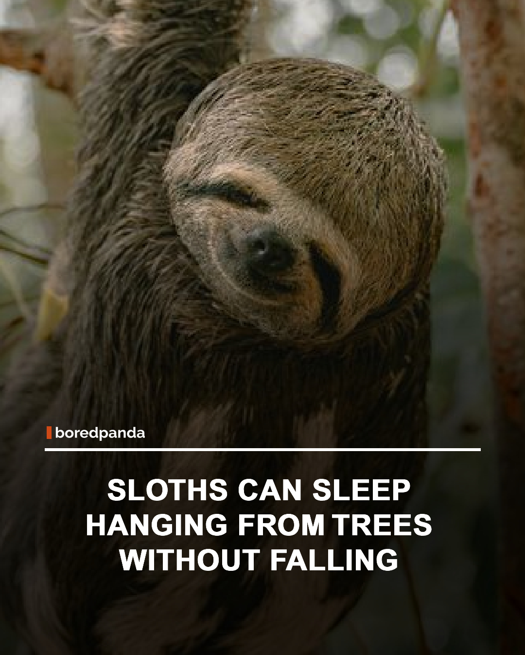 Sloth hands work differently from human hands. While we use energy to keep our grip closed, sloths naturally relax into a closed position and must exert effort to open their claws.

This unique adaptation allows them to hang securely from tree branches, even while sleeping, without constantly using muscle energy. It's one of the reasons sloths can spend most of their lives suspended high in the forest canopy. 🦥🌿

#Sloth #AnimalFacts #NatureFacts #Wildlife #DidYouKnow