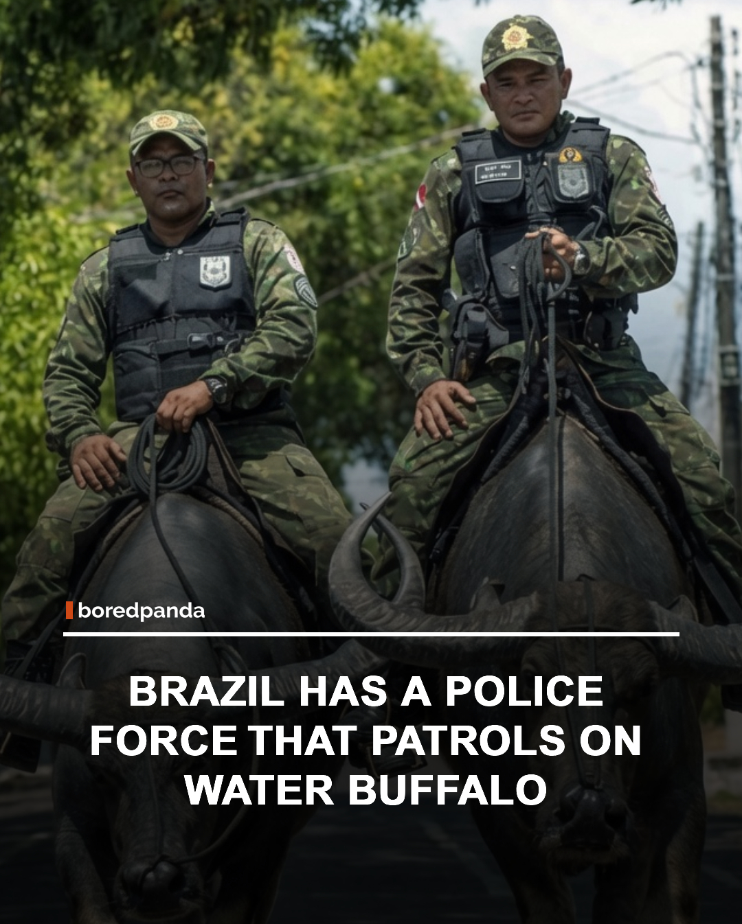 In parts of Brazil, particularly in wetland and flood-prone regions, police officers have used Water Buffalo as patrol animals. Their strength, calm temperament, and ability to move through muddy terrain make them well suited for areas where vehicles and even horses can struggle.

The sight of officers riding water buffalo may seem unusual, but in certain environments, these animals provide a practical way to navigate challenging landscapes while carrying out patrol duties. 🐃🚔

#Brazil #Police #WaterBuffalo #AnimalFacts #DidYouKnow