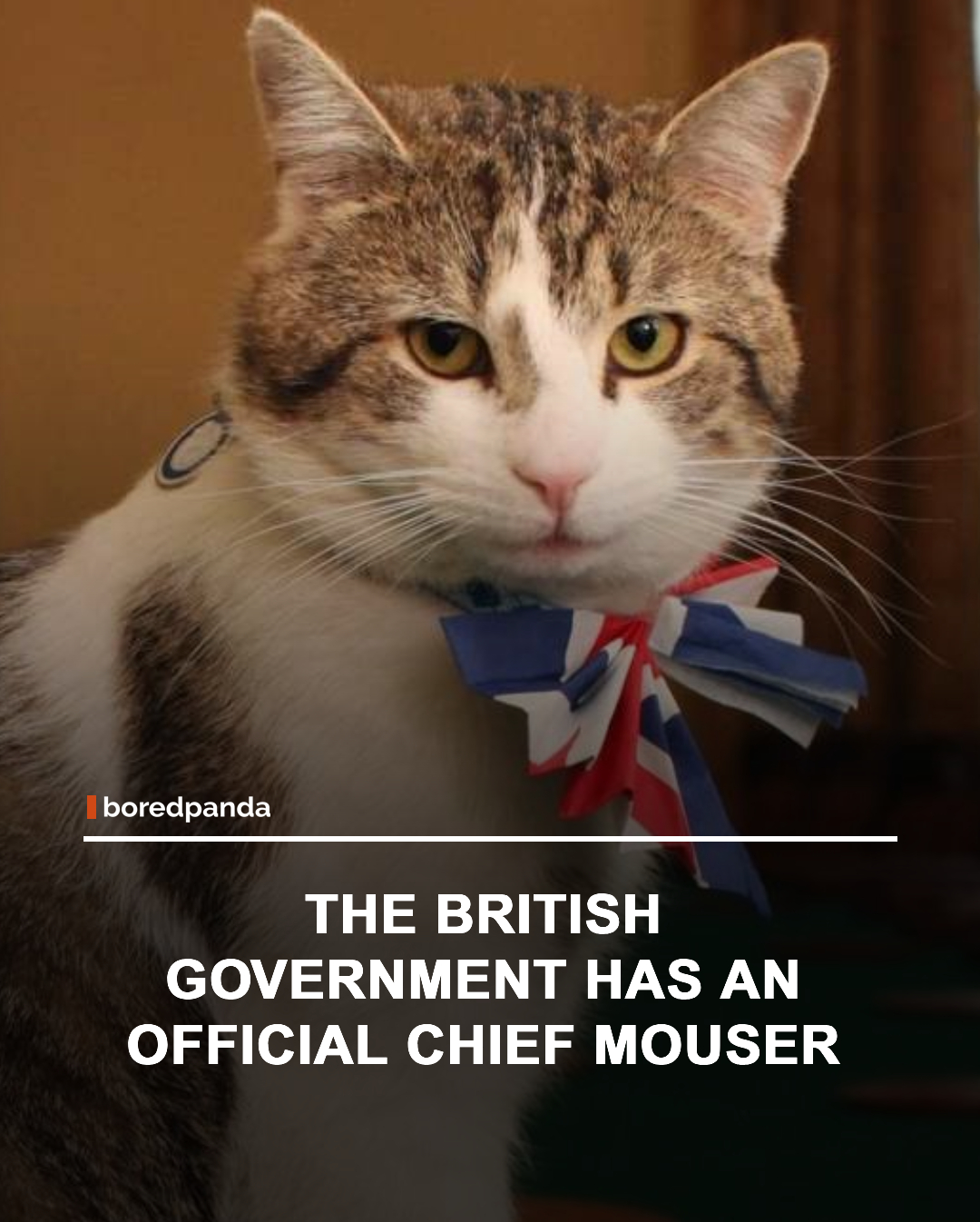 The title Chief Mouser to the Cabinet Office is given to the resident cat of 10 Downing Street, the official residence of the British Prime Minister. The role is an informal but long-standing tradition focused on pest control and companionship within the government complex.

The most famous holder of the title is Larry, who has lived at Downing Street since 2011. Over the years, Larry has served alongside multiple prime ministers, making him one of the longest-serving and most recognizable figures in British politics. 🐱🇬🇧

#LarryTheCat #ChiefMouser #UnitedKingdom #DidYouKnow