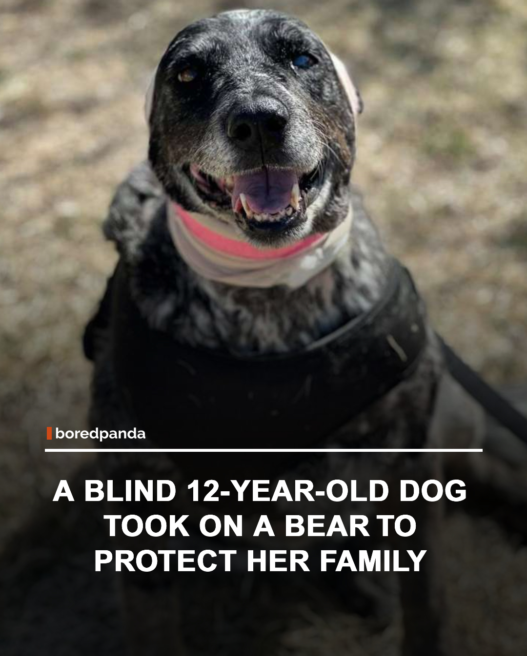 A 12-year-old partially blind dog named Honey became an unlikely hero in Cordova, New Mexico when a bear broke into her family’s property and targeted their chicken coop. Despite her age and limited vision, she repeatedly confronted the animal, successfully driving it away and protecting livestock including chickens and horses.



The confrontation left her severely injured, with deep wounds and critical trauma, and she had to undergo emergency surgery and intensive veterinary care. Against the odds, she survived and is now recovering. Her family has since nicknamed her “The Bearslayer,” a tribute to her courage and loyalty in the face of danger.



Some animals run. Honey apparently decided she’s built different.



#animals #animalnews #honey #thedoghoney