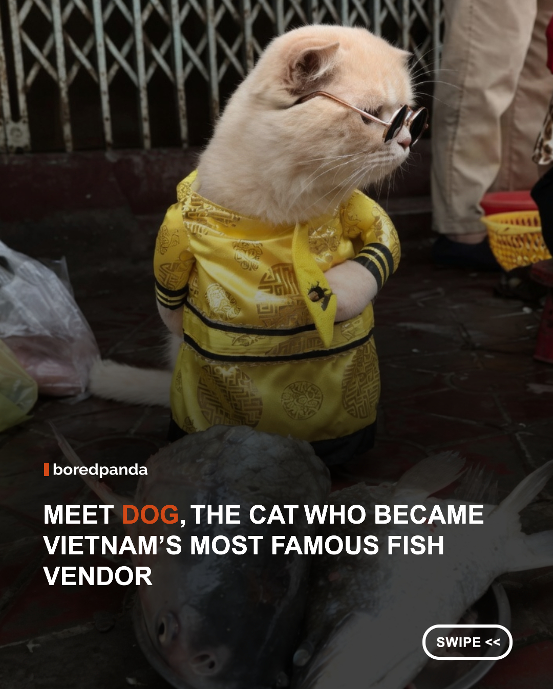 Dog may be a cat, but he's become one of Vietnam's most recognizable market vendors. Accompanying his owner, Le Quoc Phong, at a local fish market, the feline has captured the internet's attention with his adorable outfits, expressive face, and surprisingly professional attitude toward customer service.



What started as a few photos quickly turned into a social media sensation, attracting fans from around the world. Whether he's dressed as a chef, a sailor, or a tiny businessman, Dog continues to prove that a little charm and a good outfit can turn an ordinary market cat into a celebrity. 🐱✨🐟 





#Animals #cuteanimals #dogthecat