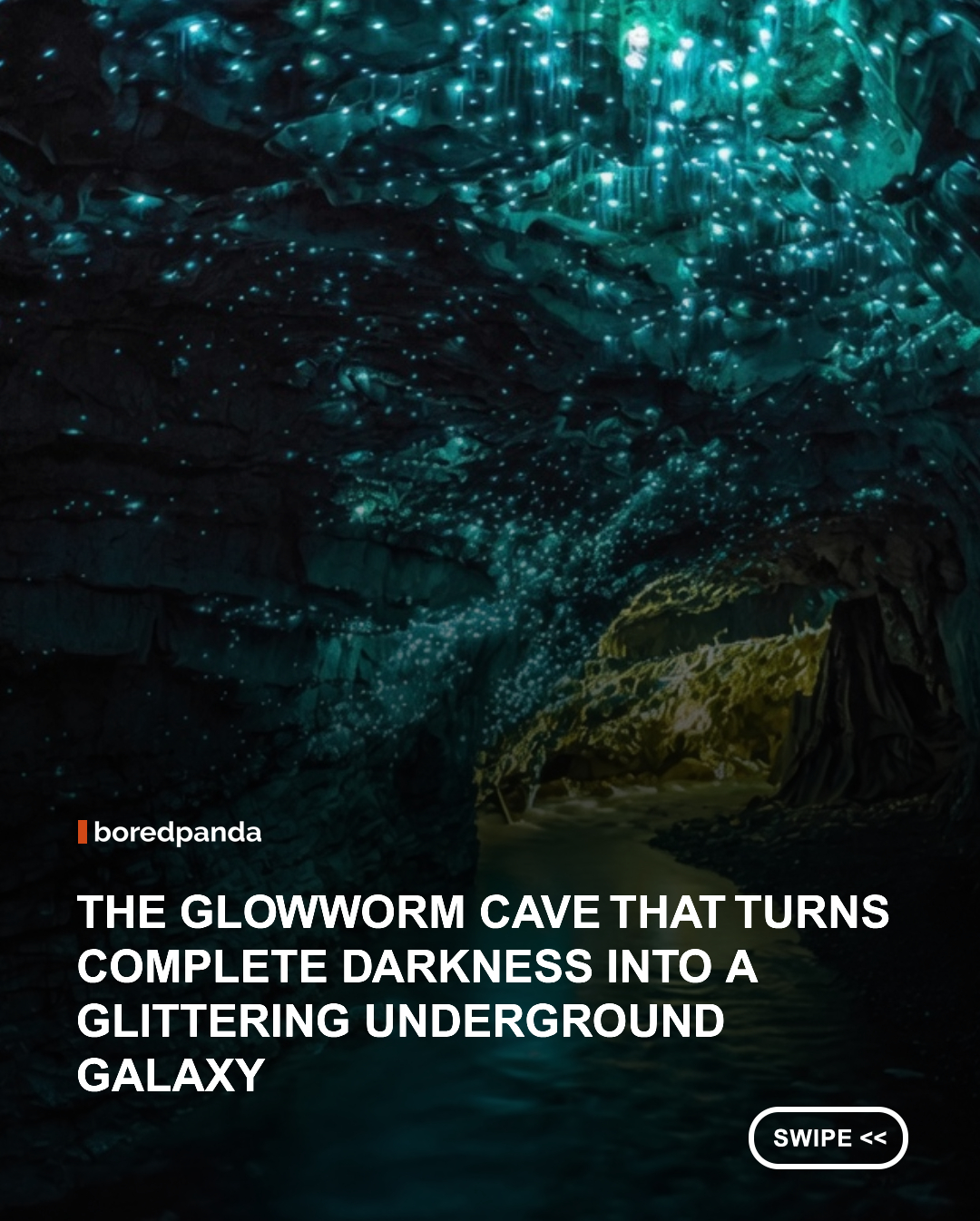 The famous Waitomo Glowworm Caves are home to thousands of tiny glowworms that illuminate the cave ceiling with a soft blue light. The effect is so mesmerizing that visitors often compare it to looking up at a star-filled night sky.

These glowing insects use their bioluminescence to attract prey, creating one of the world's most enchanting natural spectacles. Hidden beneath the surface, the caves offer a rare glimpse into a magical ecosystem shaped by darkness, water, and light. ✨🪱🌌

#Glowworms #Waitomo #NewZealand #Nature #Caves