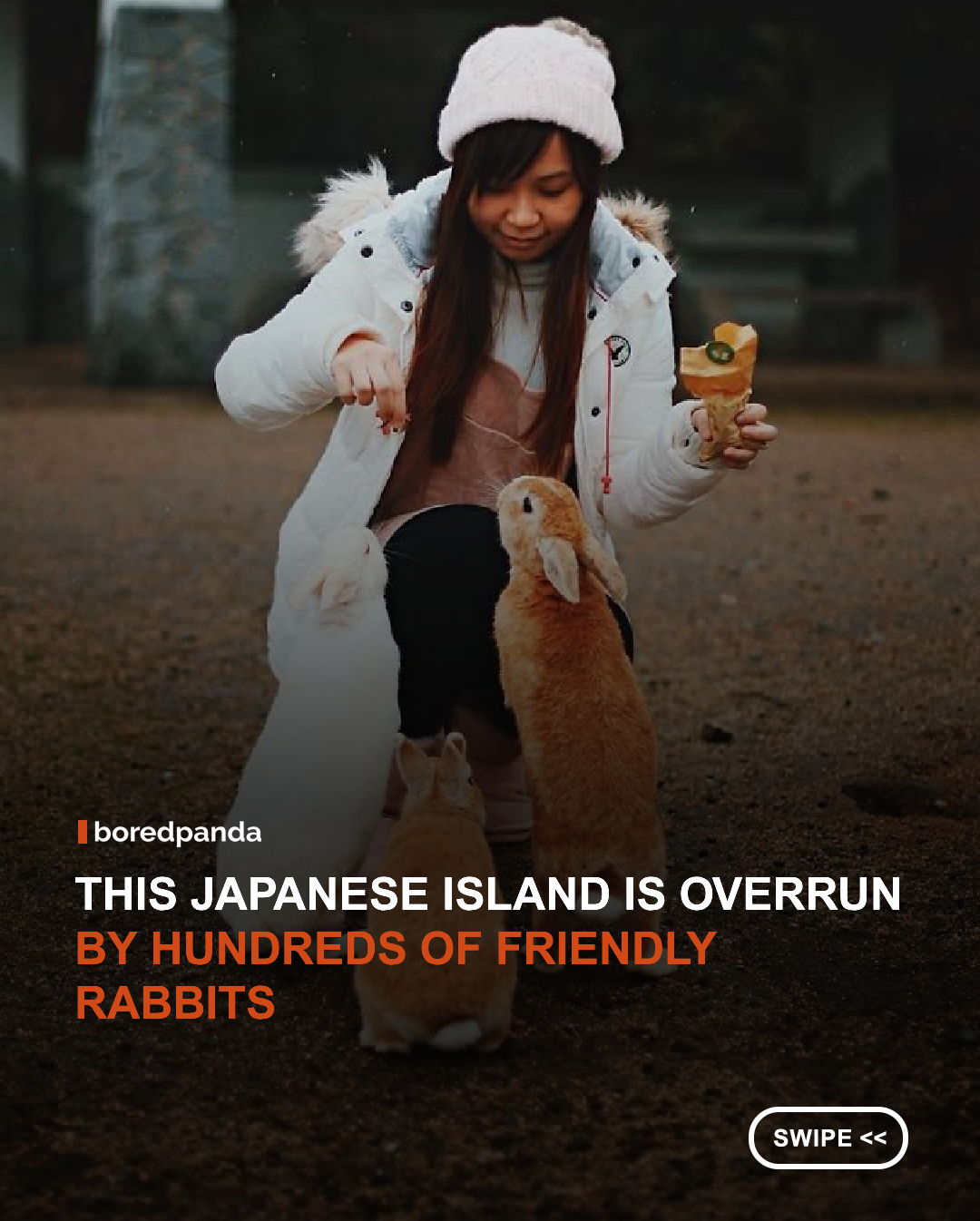 Located in Japan, Okunoshima is famous for its large population of friendly, free-roaming rabbits. The small island attracts animal lovers from around the world, many of whom visit specifically to interact with its furry residents.

While today it is known as "Rabbit Island," Okunoshima also has a fascinating history, having once housed a secret chemical weapons facility during the early 20th century. The contrast between its peaceful rabbit population and its wartime past makes it one of Japan’s most unusual destinations. 🐰🏝️✨

#Japan #RabbitIsland #Okunoshima #Travel #Wildlife