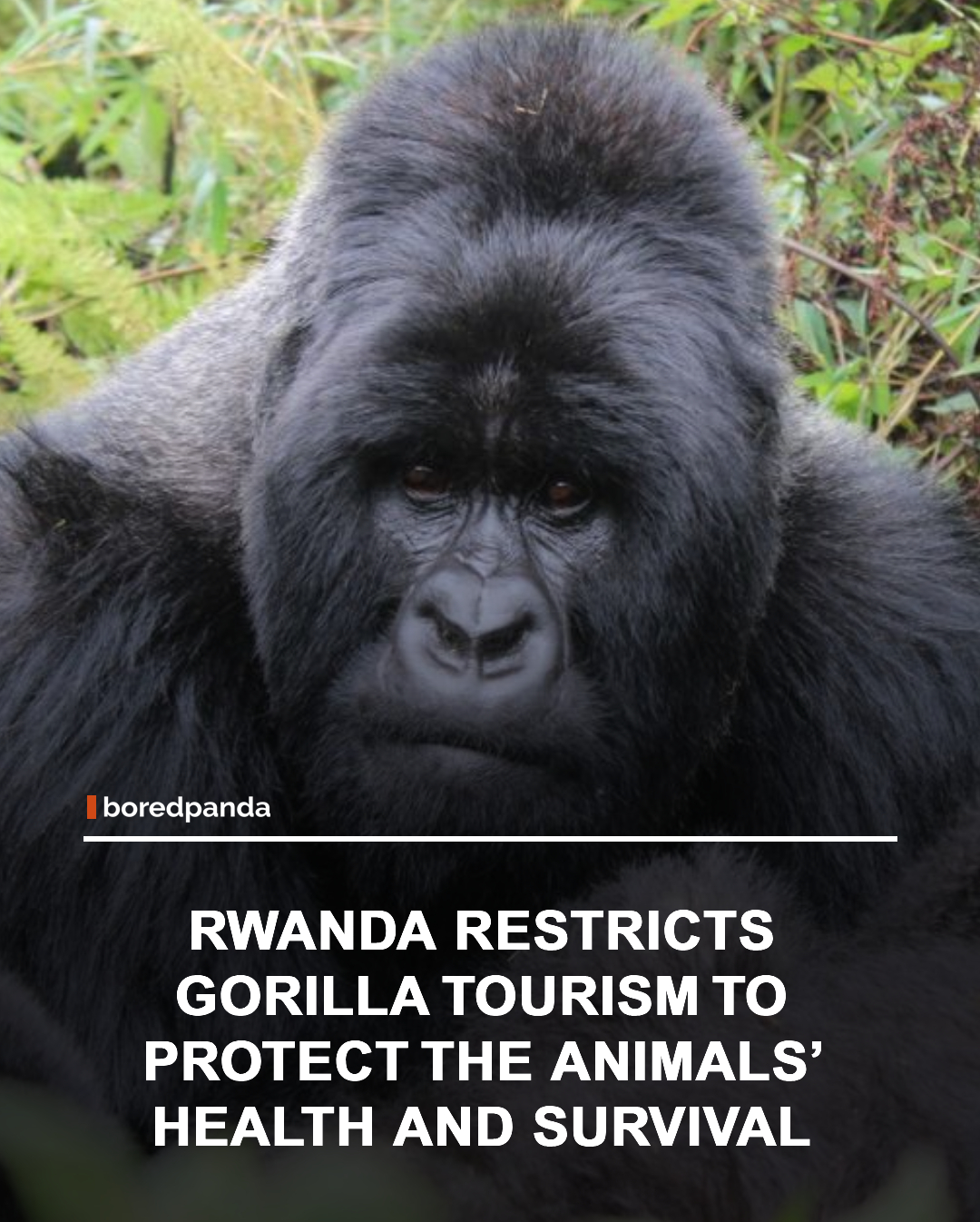 In Rwanda, visitors are allowed to spend just one hour with endangered mountain gorillas, a policy designed to protect the animals from stress and human-borne illnesses. Because mountain gorillas share much of their DNA with humans, they are especially vulnerable to diseases and disturbances caused by prolonged human contact.

By limiting visits, conservationists help reduce disruptions to the gorillas' natural behaviors, including feeding, resting, and social bonding. Revenue from tourism permits supports habitat protection, veterinary care, and local communities, creating a model that prioritizes animal welfare over mass tourism. Today, Rwanda's approach is widely recognized as an example of how responsible wildlife tourism can contribute to long-term conservation success. 🦍🌿✨

#Rwanda #MountainGorillas #Conservation #Wildlife #Nature