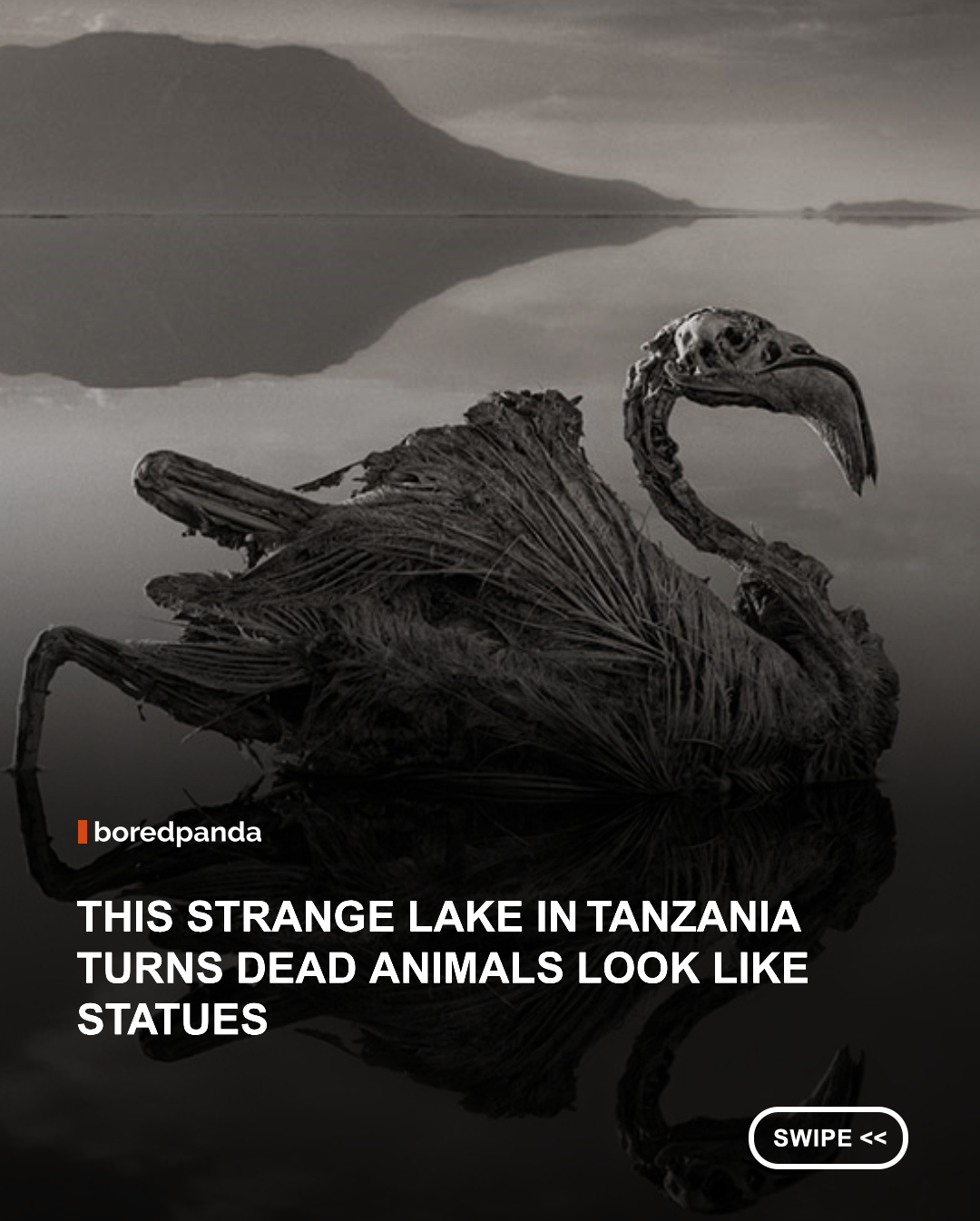 Lake Natron in Tanzania is one of the most extreme environments on Earth, known for its highly alkaline waters that can reach pH levels similar to ammonia. While it does not literally turn living animals into stone, the lake’s chemical conditions can preserve the bodies of animals that die there, giving them a calcified, statue-like appearance.



The lake’s harsh environment is caused by sodium carbonate and other minerals that enter the water from surrounding volcanic activity. Despite its deadly reputation for many species, Lake Natron is also an important breeding ground for lesser flamingos, which have adapted to its extreme conditions.



The result is a surreal contrast: a seemingly lifeless, toxic landscape that still supports one of the most specialized bird populations on Earth. 


📸: Nick Brandt


#didyouknow #lakenatron #nature 