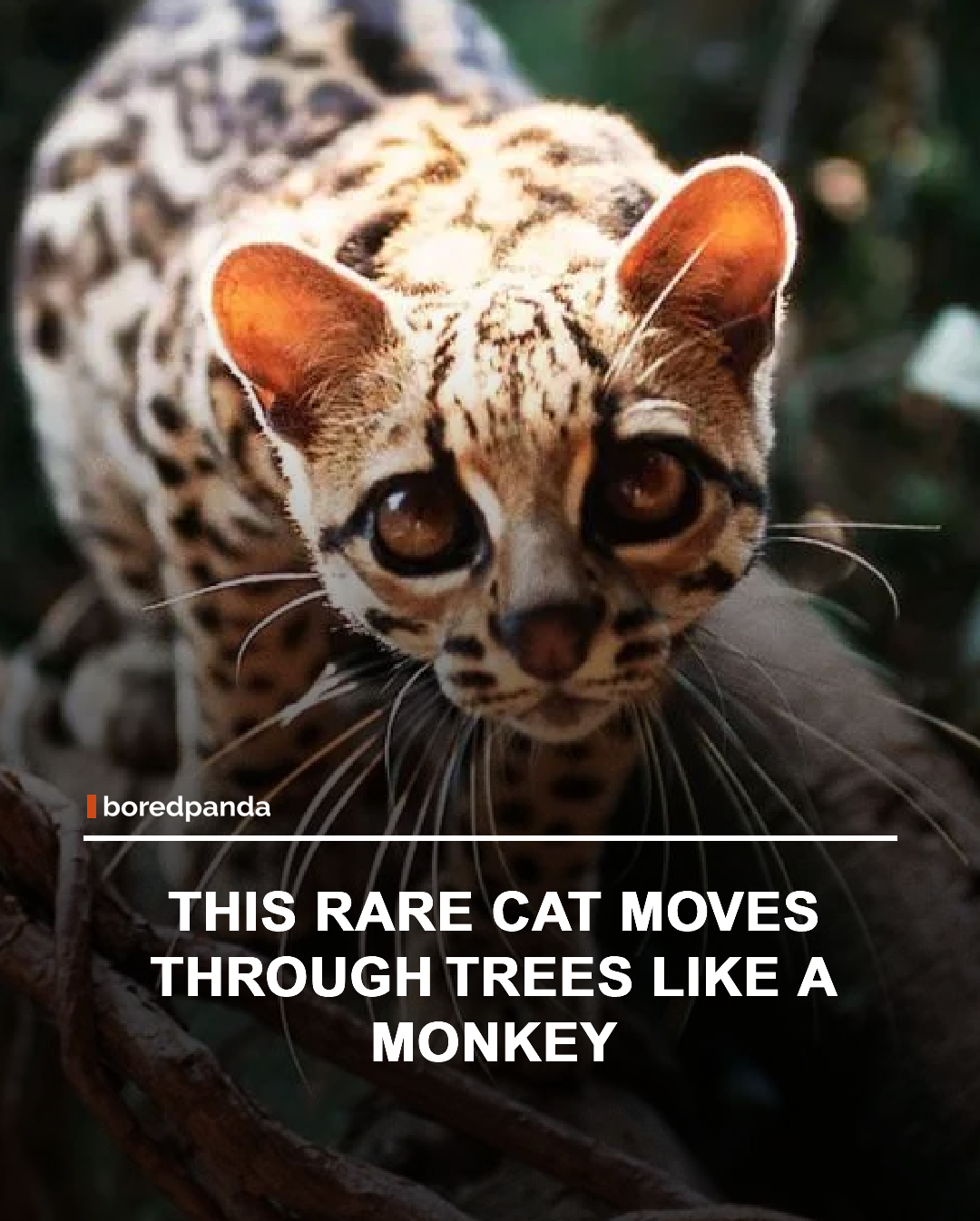 The margay is a small wild cat native to the forests of Central and South America, known for its remarkable climbing abilities. Unlike most cats, it can rotate its ankles up to 180 degrees, allowing it to descend trees headfirst and move with incredible agility through the canopy. With its large eyes, spotted coat, and nocturnal lifestyle, the margay is perfectly adapted to life among the trees, where it hunts birds, small mammals, and reptiles. Despite its impressive skills, habitat loss and fragmentation continue to threaten populations across its range. 


#animals #themargay #wildcats #interesting