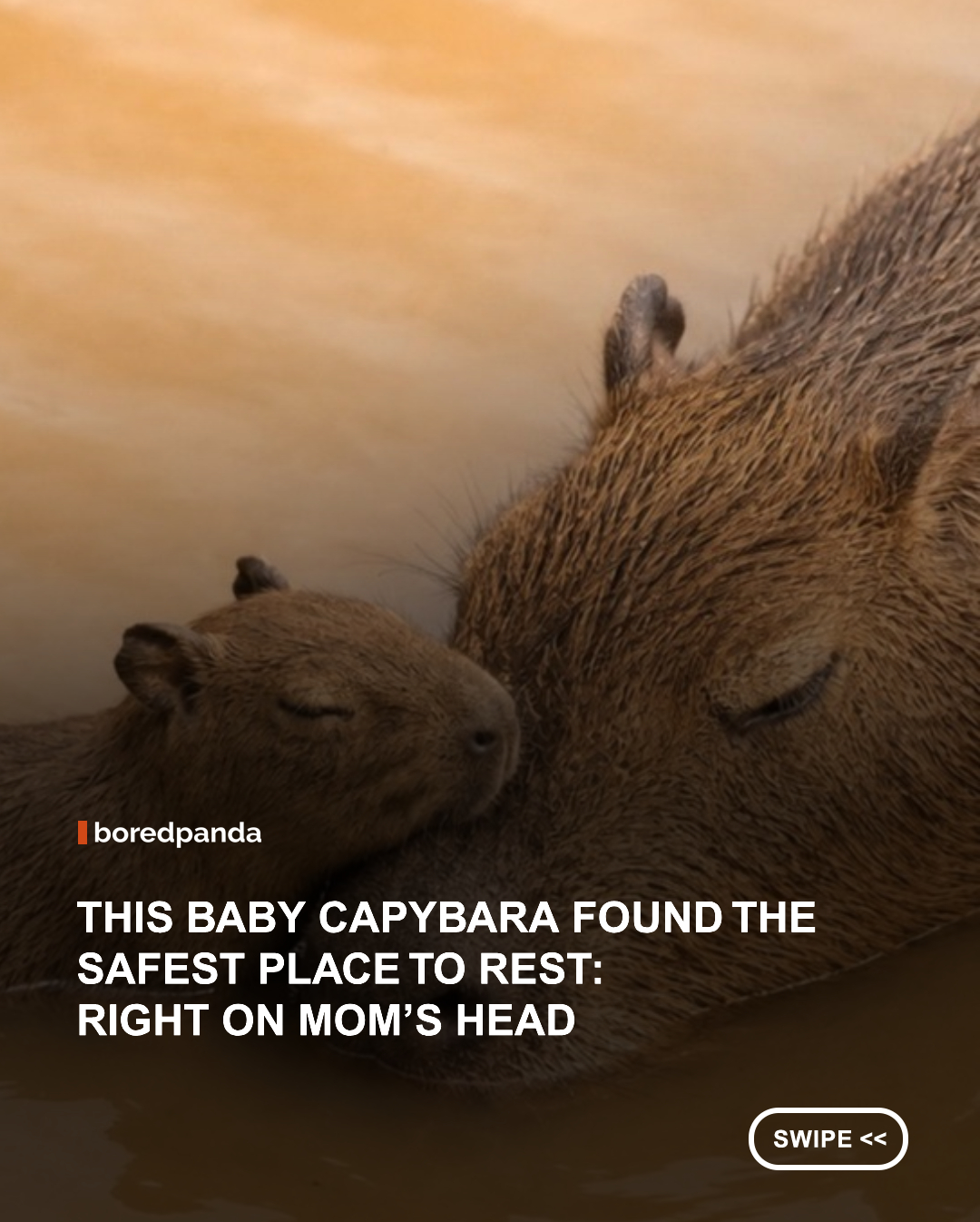Baby capybaras stay extremely close to their mothers from birth, often following them everywhere for protection, warmth, and comfort. Since capybaras are semi-aquatic animals, much of their daily life is spent in water to stay cool and avoid predators.


In this case, the baby has chosen a particularly safe and cozy resting spot while partially submerged — right on its mother’s head. The behavior highlights the strong bond between capybara mothers and their young, where constant closeness provides both physical safety and emotional reassurance.


It’s a simple but powerful glimpse into how trust and survival work together in the animal world

#animals #wholesome #animalnews