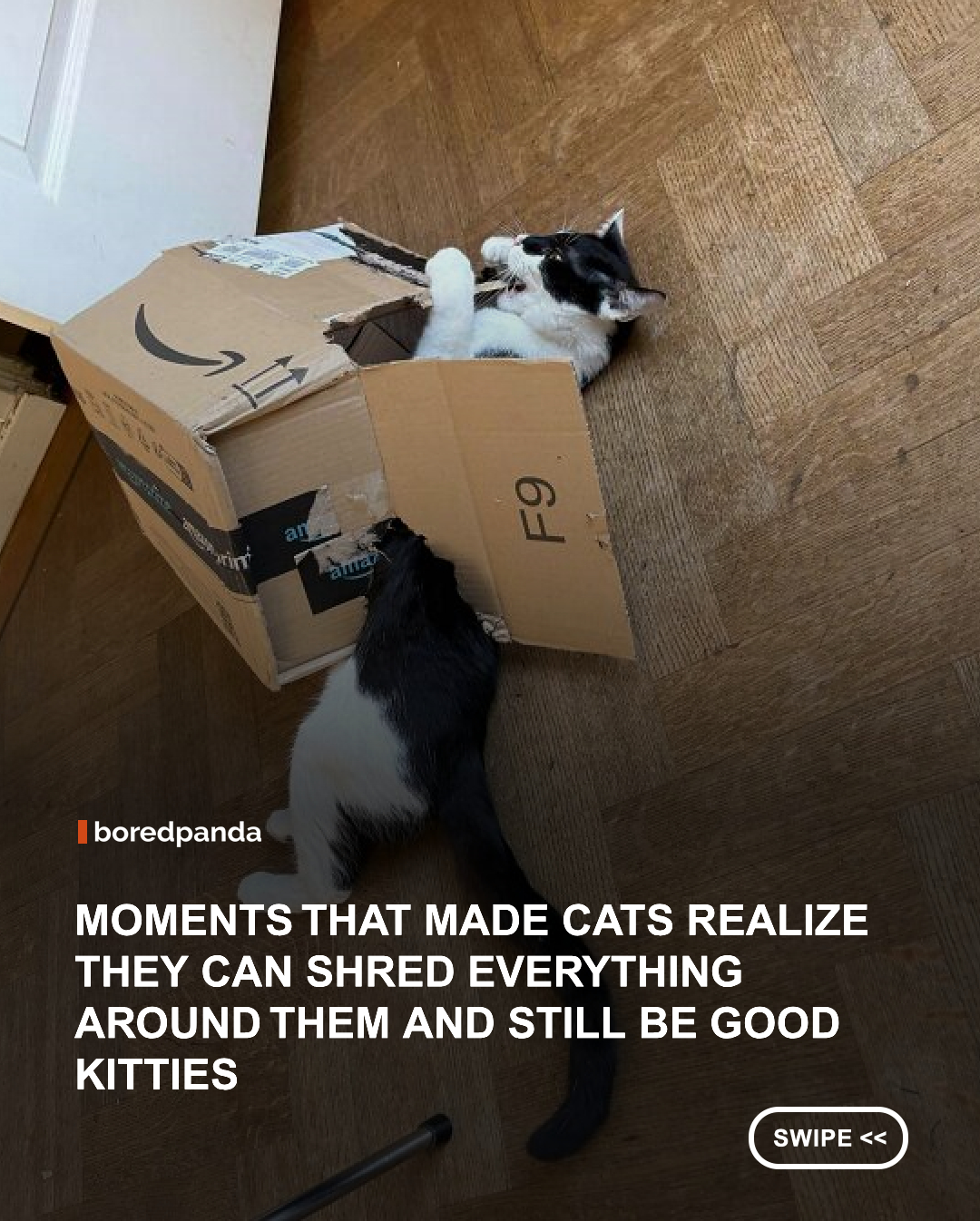 Whether playing or just being themselves, these fluffballs pull off crazy shenanigans. However, you can’t help but love them even when they destroy your stuff. These hoomans also caught their kitties shredding things and had to share the masterpieces with everyone. 