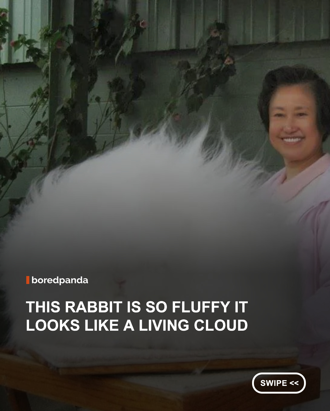 The Angora rabbit is widely known as one of the fluffiest rabbit breeds in the world. Bred for its exceptionally soft wool, the Angora's coat can grow so thick and long that it sometimes makes the animal look more like a floating cloud than a rabbit.

Originally developed centuries ago, Angora rabbits require regular grooming to keep their luxurious fur healthy and tangle-free. Their distinctive appearance and incredibly soft wool have made them one of the most recognizable and beloved rabbit breeds worldwide. 🐰☁️✨

#AngoraRabbit #Rabbits #CuteAnimals #Fluffy #Pets