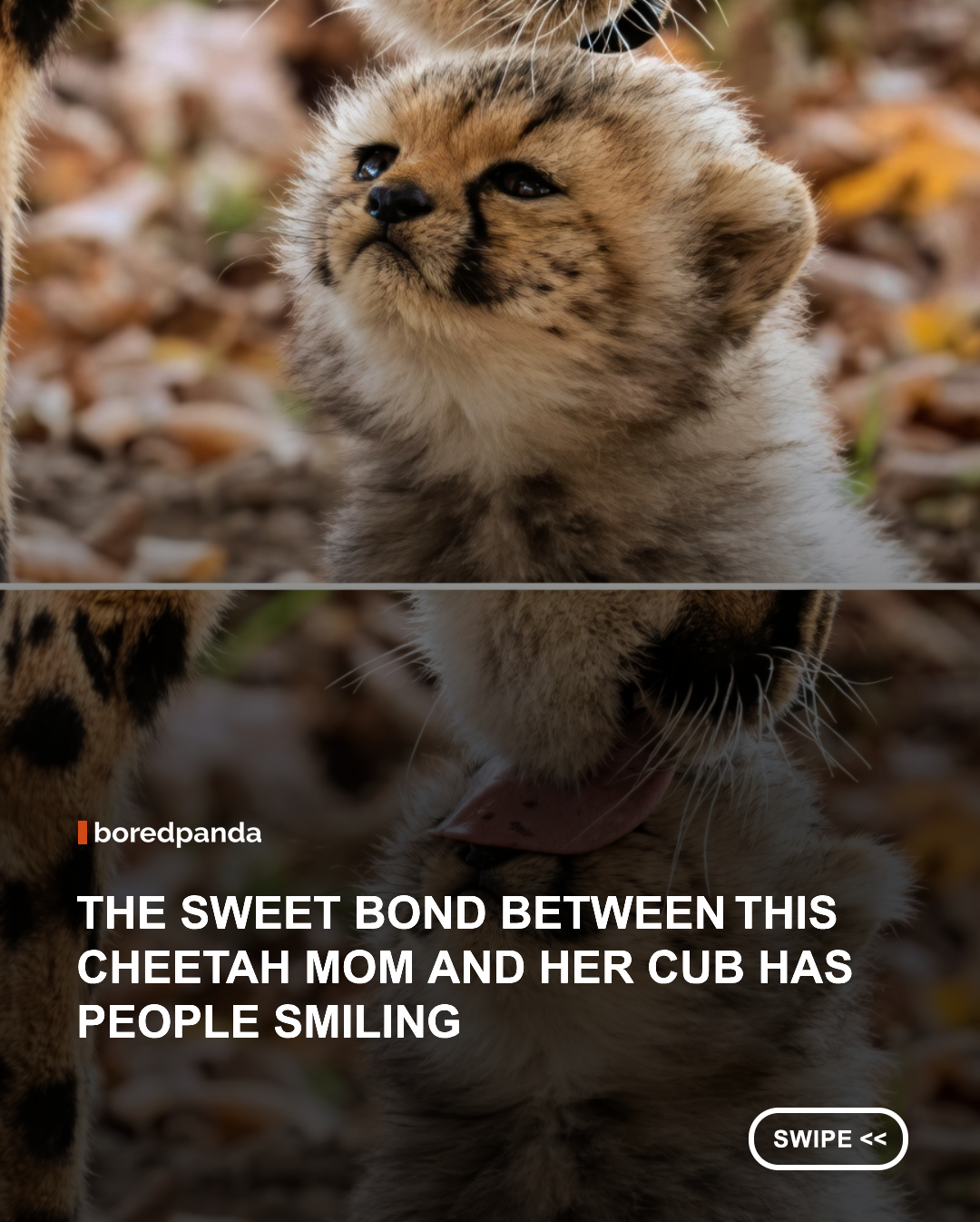 There’s something undeniably heartwarming about watching a mother cheetah gently groom her cub. The adorable scene quickly inspired a joke online, with many people calling it a cheetah licking her "Cheeto" thanks to the cub’s tiny size and fluffy orange coat.

#Cheetah #Wildlife #CuteAnimals #Nature #animals