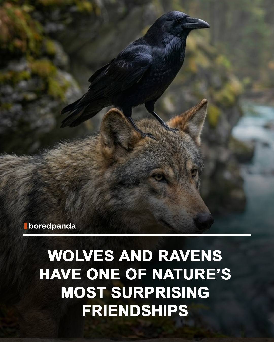 The relationship between Gray Wolf and Common Raven is one of the most fascinating partnerships in the animal kingdom. Ravens often follow wolf packs, using their sharp eyesight to help locate food while benefiting from access to carcasses left behind after a hunt. 



#Wolves #Ravens #Wildlife #Nature #AnimalFacts