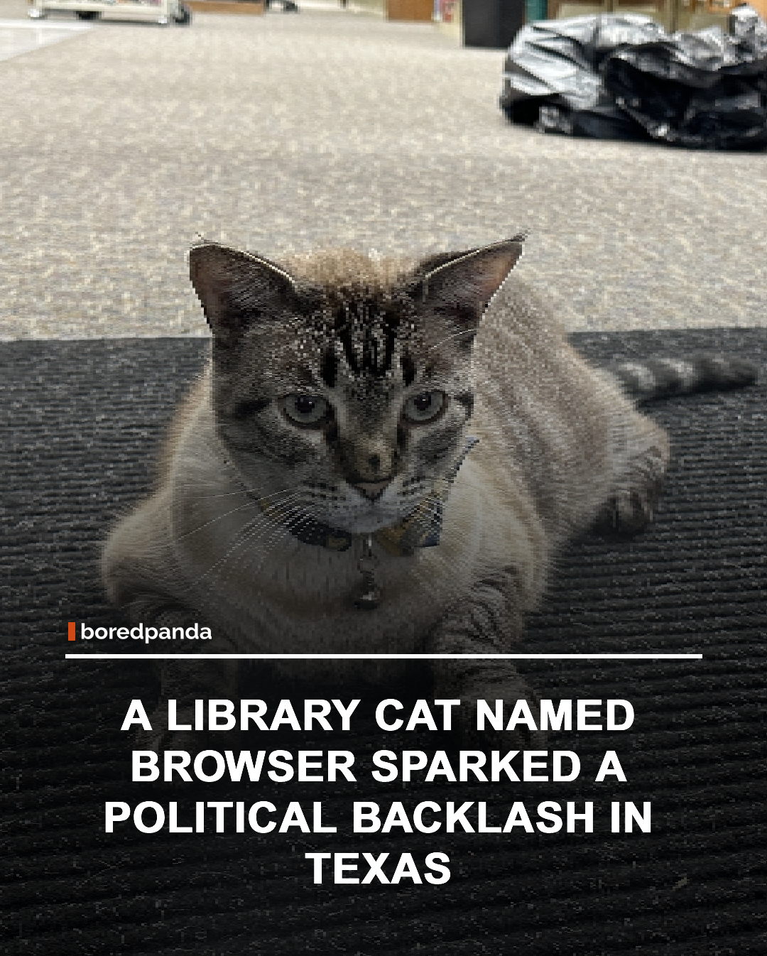 In White Settlement, Texas, a stray cat named Browser was taken in by a public library to help control pests—but quickly became much more than that. He grew into a beloved mascot, adored by visitors and staff alike.



When a city council member pushed to remove him, the decision triggered a wave of public backlash. Residents rallied behind Browser, a petition gained tens of thousands of signatures, and national attention followed. Eventually, the council reversed its decision, allowing the cat to stay.



When the issue resurfaced a year later, voters responded at the ballot box, and the official behind the removal attempt lost their seat—while Browser remained right where the community wanted him: at the library. 



#animals #viralanimals #animalnews #browser