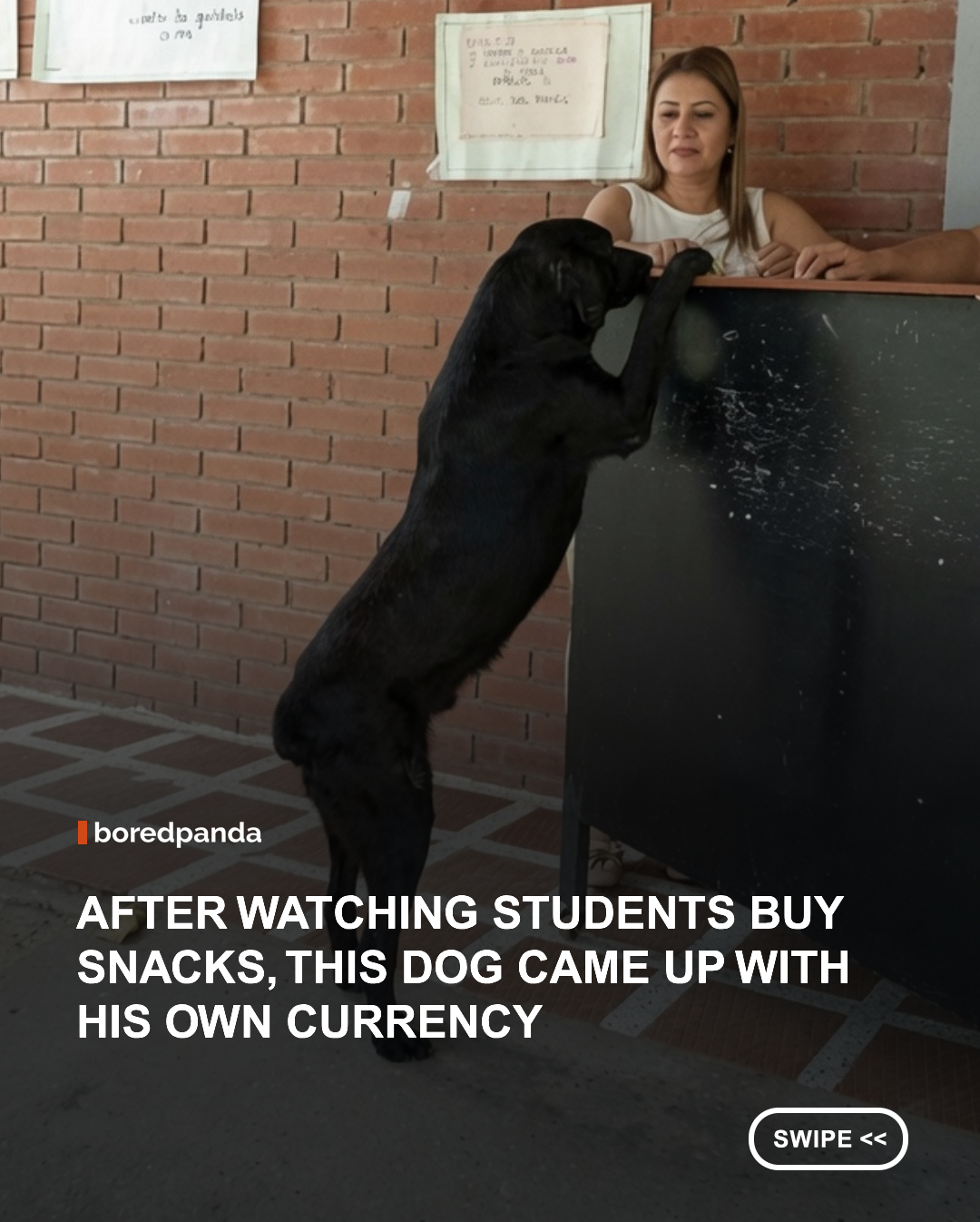 A clever dog named Negro became a local legend at a school in Colombia after figuring out his own way to "buy" treats. After watching students exchange money for snacks, he began bringing leaves to the school store and offering them in exchange for cookies. The store staff played along, and Negro quickly became one of their most loyal customers.

Negro, who was adopted by the school's staff, still visits the store regularly with a leaf in his mouth. His daily "purchases" are limited to a couple of dog-safe treats, but his understanding of the exchange has left students and teachers amazed for years. 🐶🍃 

#dogs #animals #animalnews #colombia