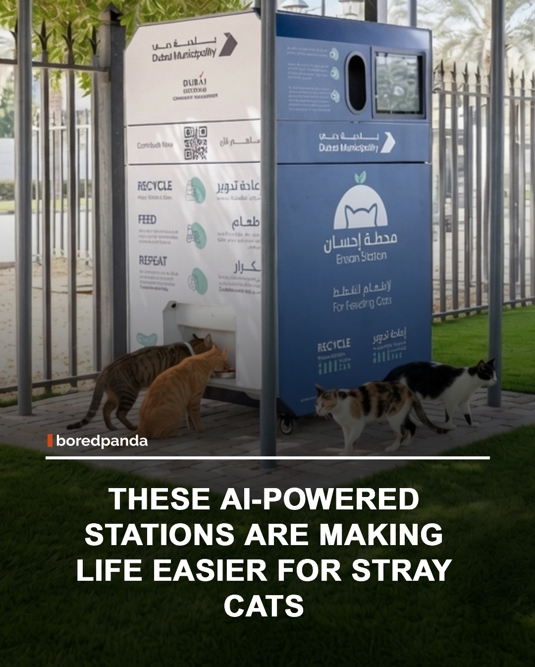 Dubai has introduced AI-powered "Ehsan Stations" designed to provide food for stray cats and other animals in a more organized and sustainable way. The smart devices can identify animals, dispense food, and collect data while helping keep public spaces clean.


The pilot program includes 12 stations placed across parks and other locations in the city. By combining animal welfare with technology, the initiative aims to support stray animals while reducing random feeding practices and promoting a cleaner urban environment. 🐱 


#animal #animalnews #straycats #cats #dubai