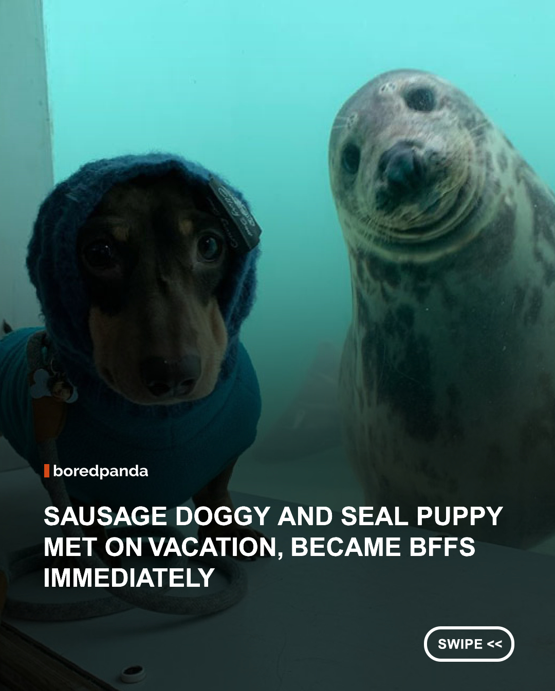 A vacation trip led to an unforgettable friendship when Stanley the dachshund met Aayla the rescue seal at a sanctuary in Cornwall. The two instantly bonded through the glass, spending nearly 20 minutes nose-booping, posing for photos, and charming everyone around them. Their unlikely friendship quickly went viral, proving that best friends can come from the most unexpected places. 🐶🦭 



📸:Melanie Talbot 



#animals #dogs #seals #wholesome