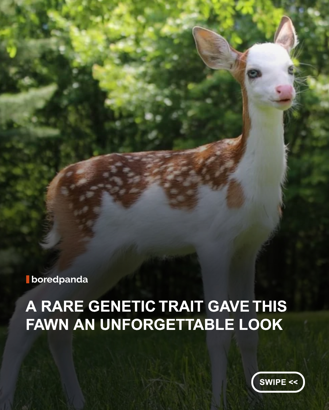 Born with an incredibly rare piebald genetic trait, Dragon stood out from the moment he entered the world. With his white face, pink nose, and striking coat, he looked unlike almost any other whitetail deer. But his unusual appearance came at a cost. Shortly after birth, his mother rejected him, leaving the tiny fawn with little chance of survival on his own.

Thankfully, Dragon found an unexpected guardian in farm owner Hilary Powell, who bottle-fed and cared for him until he was strong enough to thrive. Today, the once-fragile fawn is healthy, active, and living proof that a little kindness can change a life forever. 🦌✨
