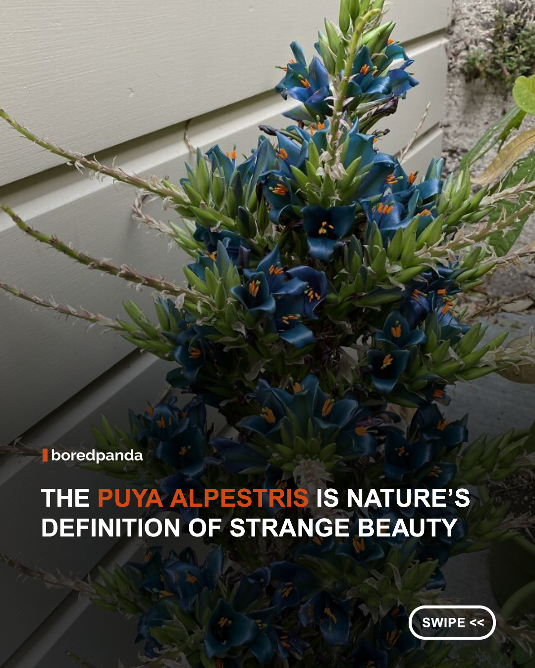 The Blue Puya bromeliad, known scientifically as Puya alpestris, is a striking plant native to the rocky slopes of Chile. It is famous for producing vivid turquoise-blue flowers that appear almost artificial in color, making it one of the most visually unusual bromeliads in the world.



Unlike more common flowering plants, the Puya alpestris thrives in harsh, dry environments and attracts pollinators such as hummingbirds with its metallic-looking blooms. Its rare color and rugged habitat make it one of nature’s most unexpected combinations of beauty and resilience. 🌿💙





#plants #flowers #didyouknow