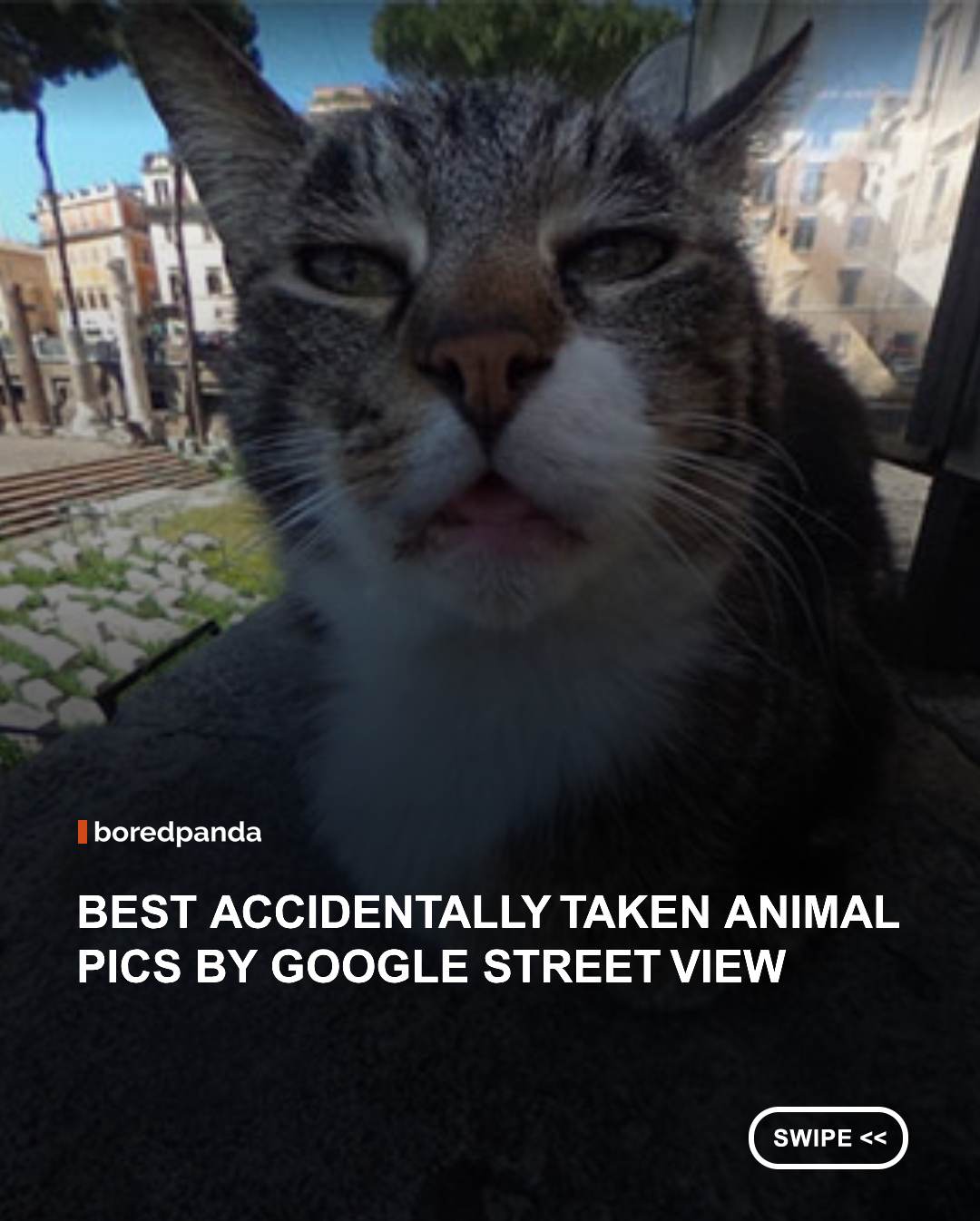 Google Street View was designed to map the world, but it has also captured countless unexpected animal encounters along the way. From curious cats and photobombing dogs to wandering wildlife caught at just the right moment, these accidental snapshots prove that animals have a knack for stealing the spotlight.



Whether they're posing for the camera or simply going about their day, these furry, feathered, and sometimes surprising visitors have turned ordinary Street View images into unforgettable moments. 🐾📸  





#animals #funny #camera