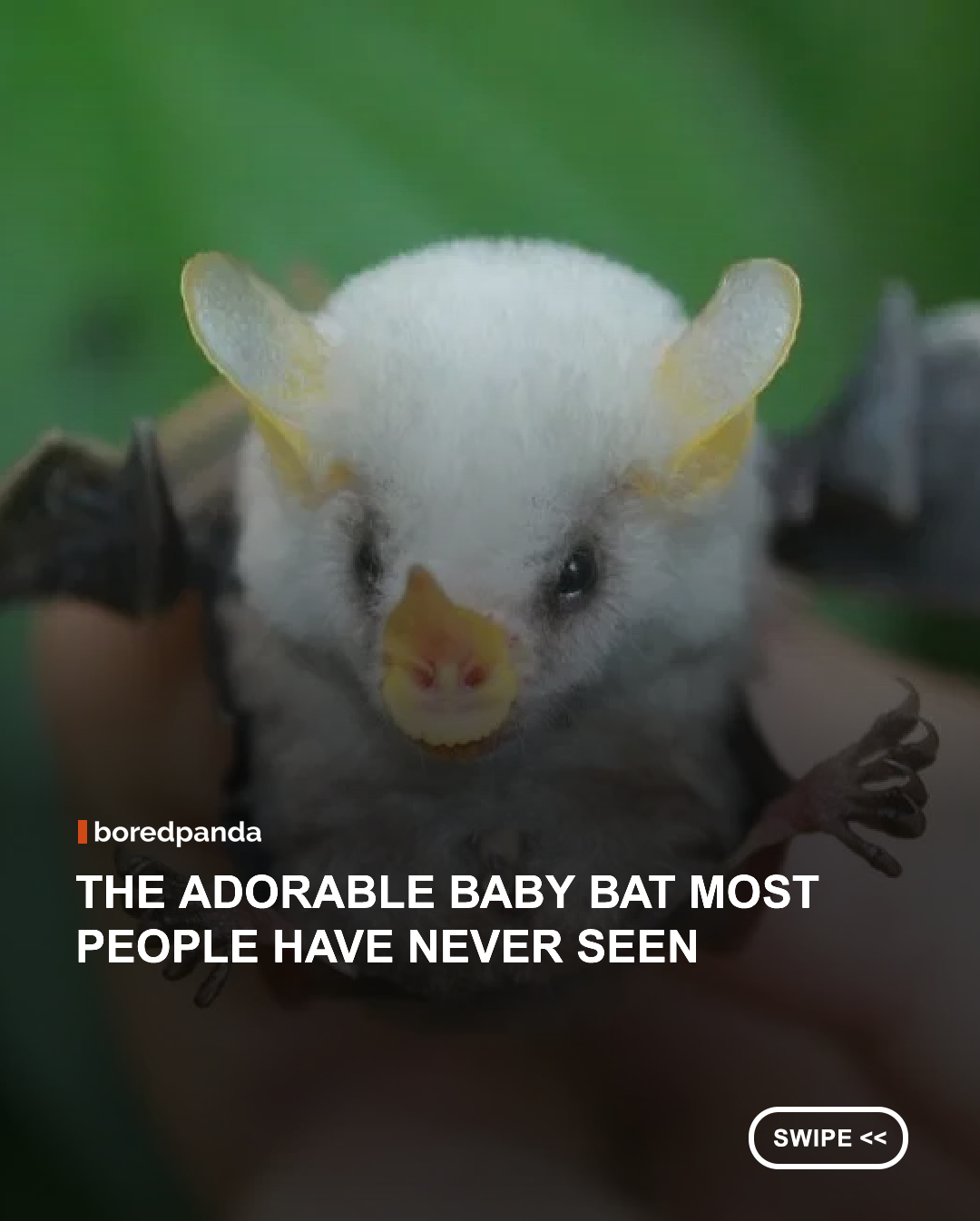 The Honduran white bat is already one of the world's most unusual bats, but its babies might be even more impressive. With fluffy white fur, tiny yellow features, and a body small enough to fit in the palm of your hand, these little bats look more like cotton balls than flying mammals. 🦇☁️ 



#bats #animals 